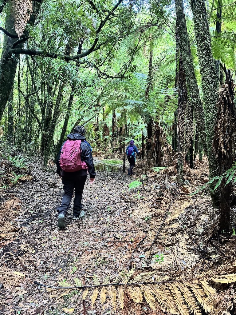 Walkers on one of the connecting tracks through native forest, Ōkataina Trails