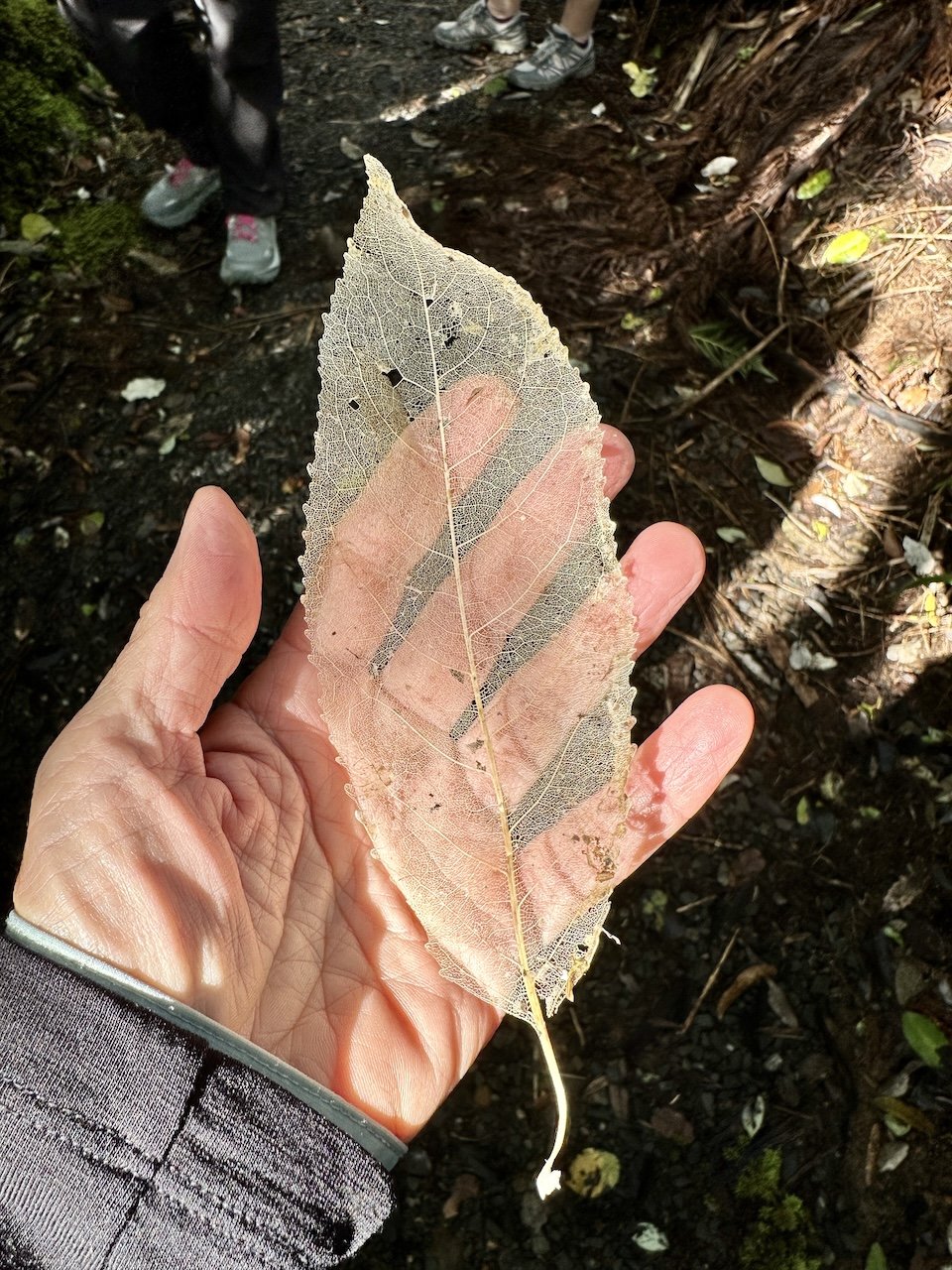 Skeleton leaf, Kauaeranga Valley