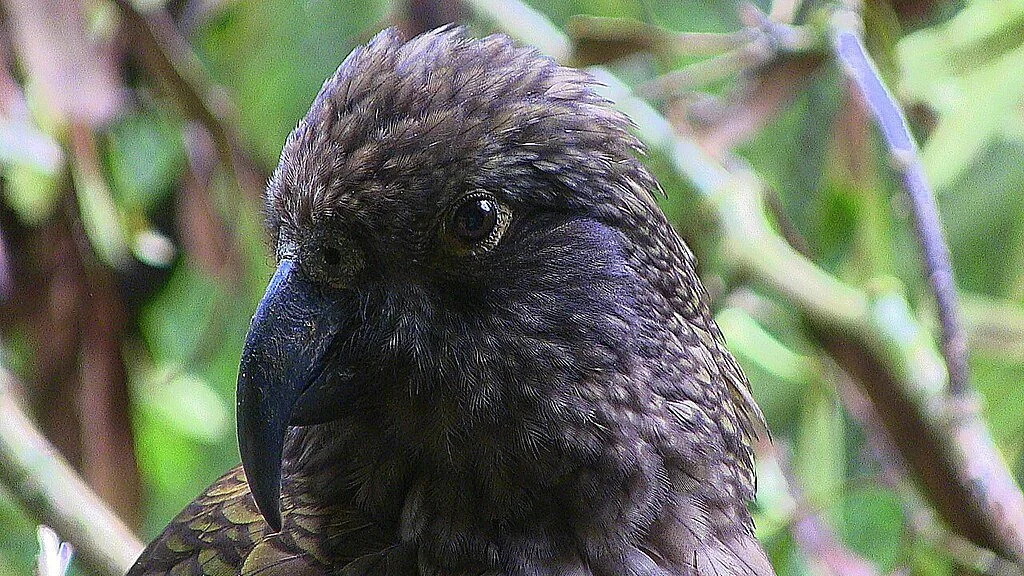 Kaka, the New Zealand native parrot