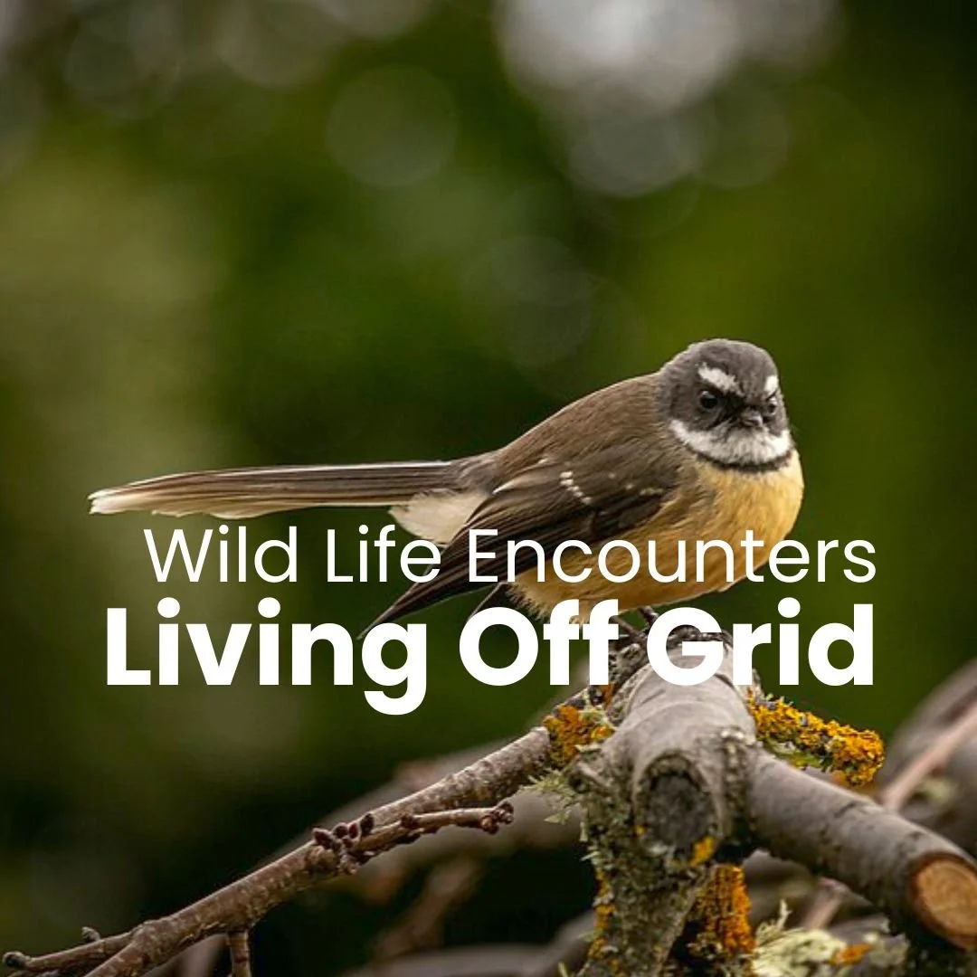 Wildlife Encounters at Shambhala – Ruru, Kākā, Kiwi, and Native Birds