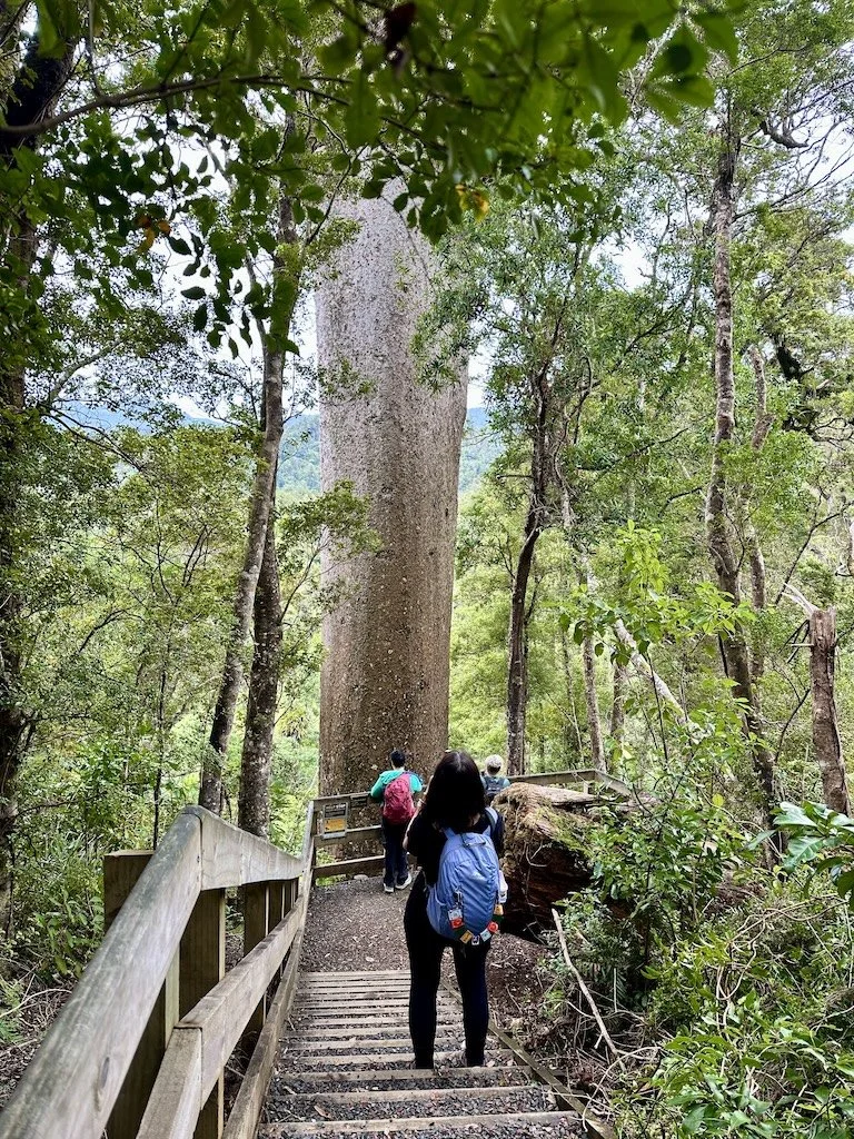 The Cookson Kauri, 900 years old and still standing. Kauaeranga Valley, Coromandel