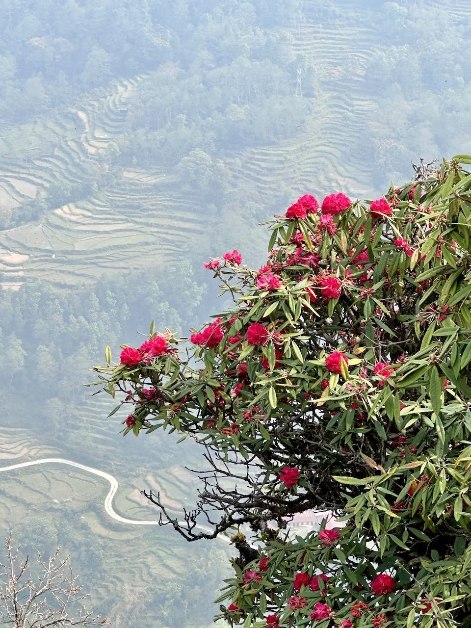 Rhododendron forest and terraced fields below Chhomrong. Nepal's national flower in its element.