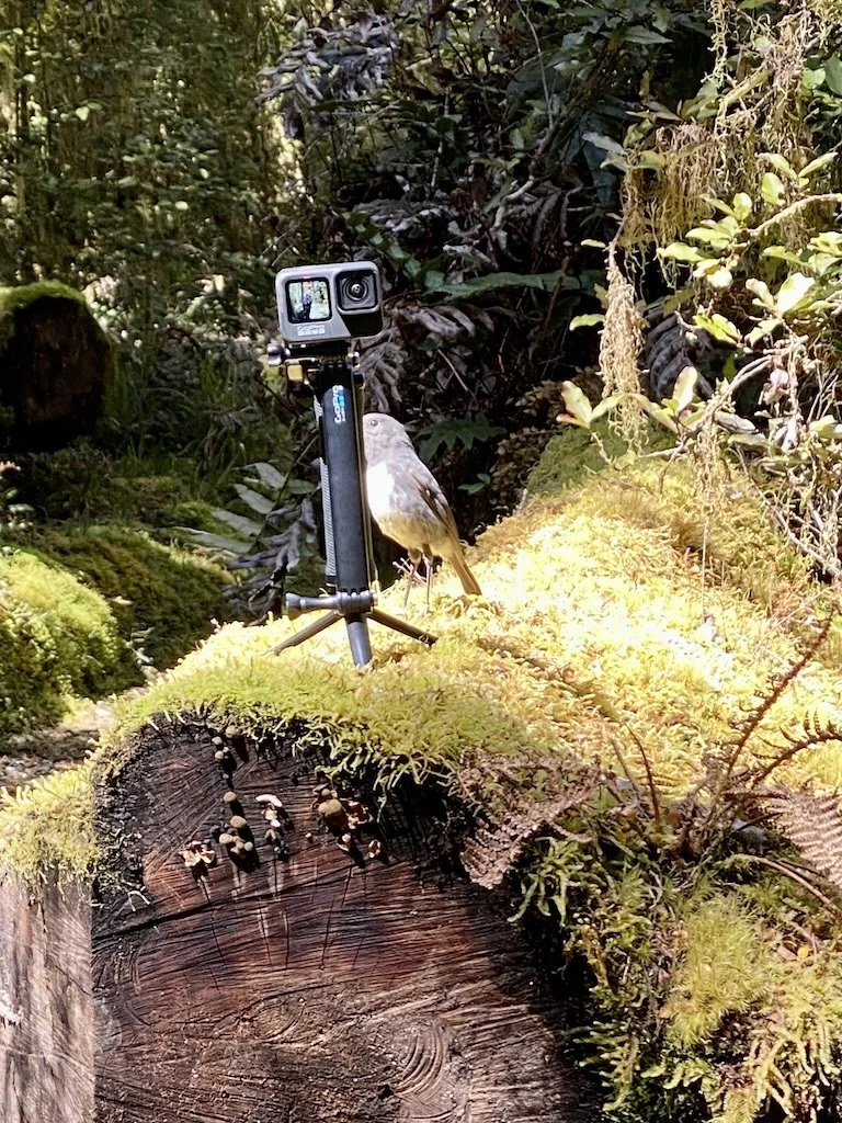 South Island Robin, a beautiful little friendly bird on the Milford Track