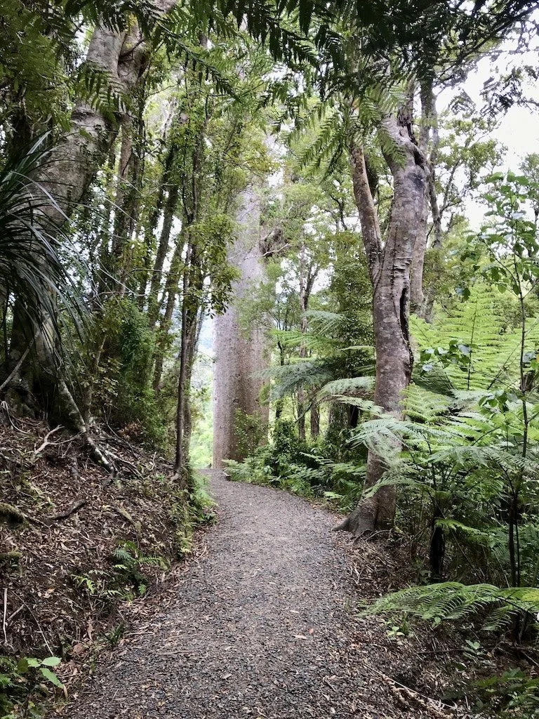 Trail leading into Coromandel Forest Park
