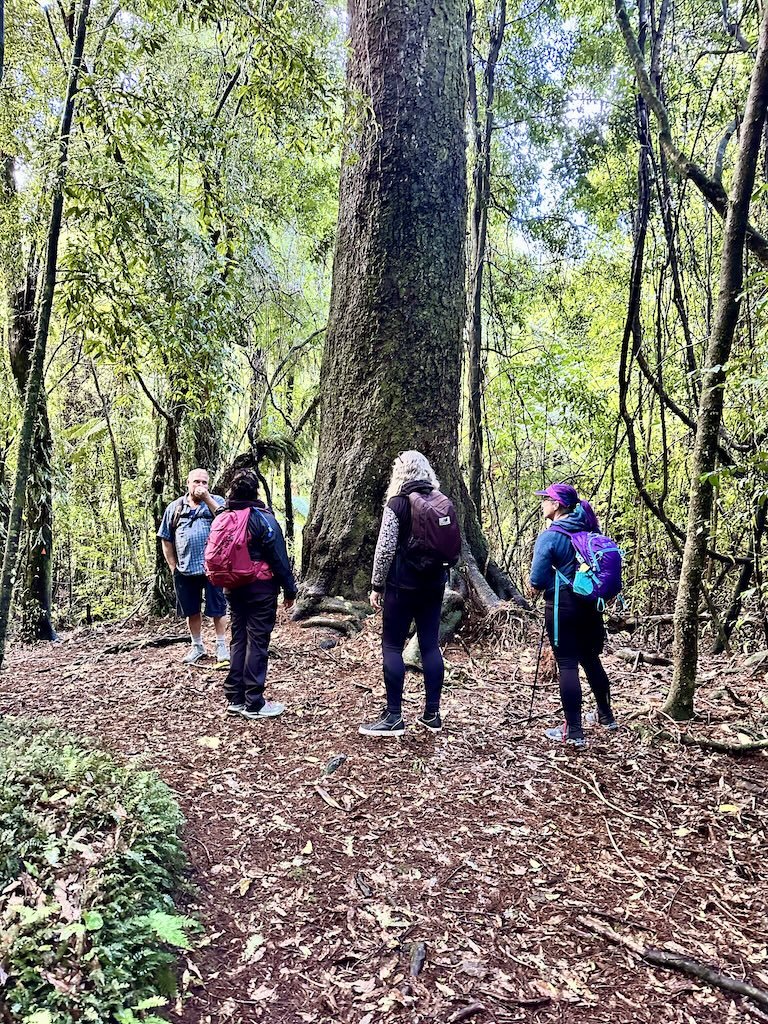 Walkers dwarfed beneath kahikatea, Ōkataina Trails