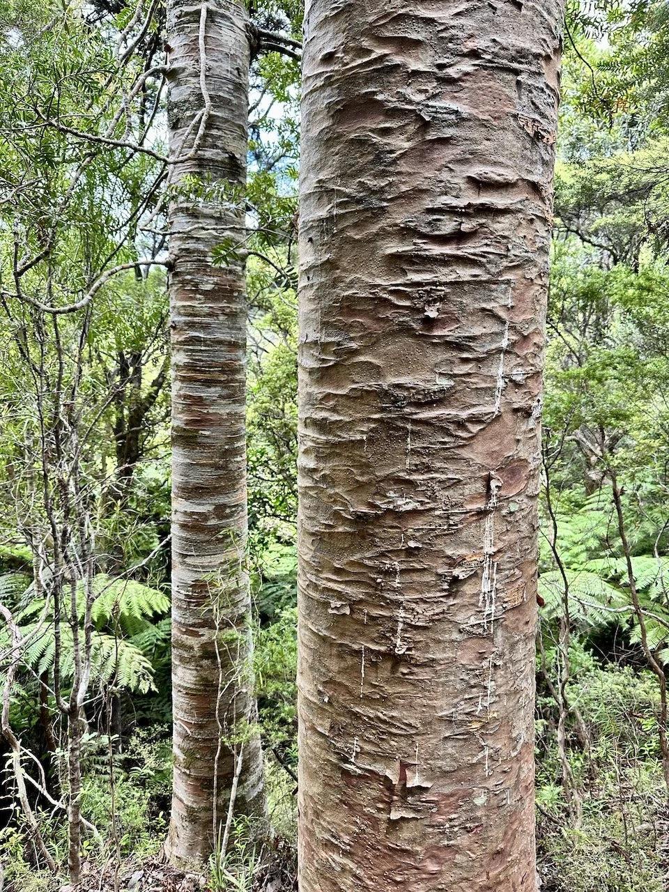 Kauri rickers surrounded by an understory of ponga and native ferns