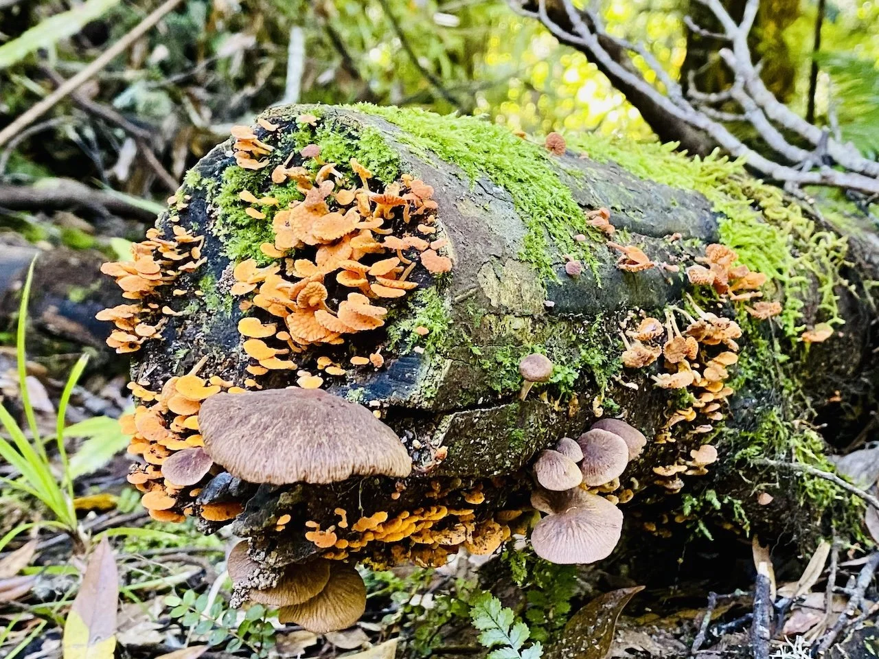Winter fungi, Lake Ōkataina trails