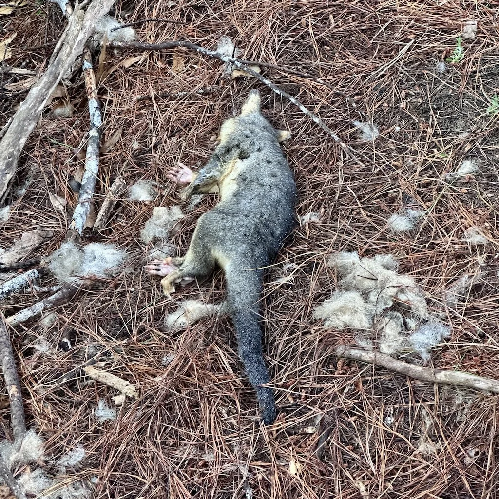 Australian brush tail possum