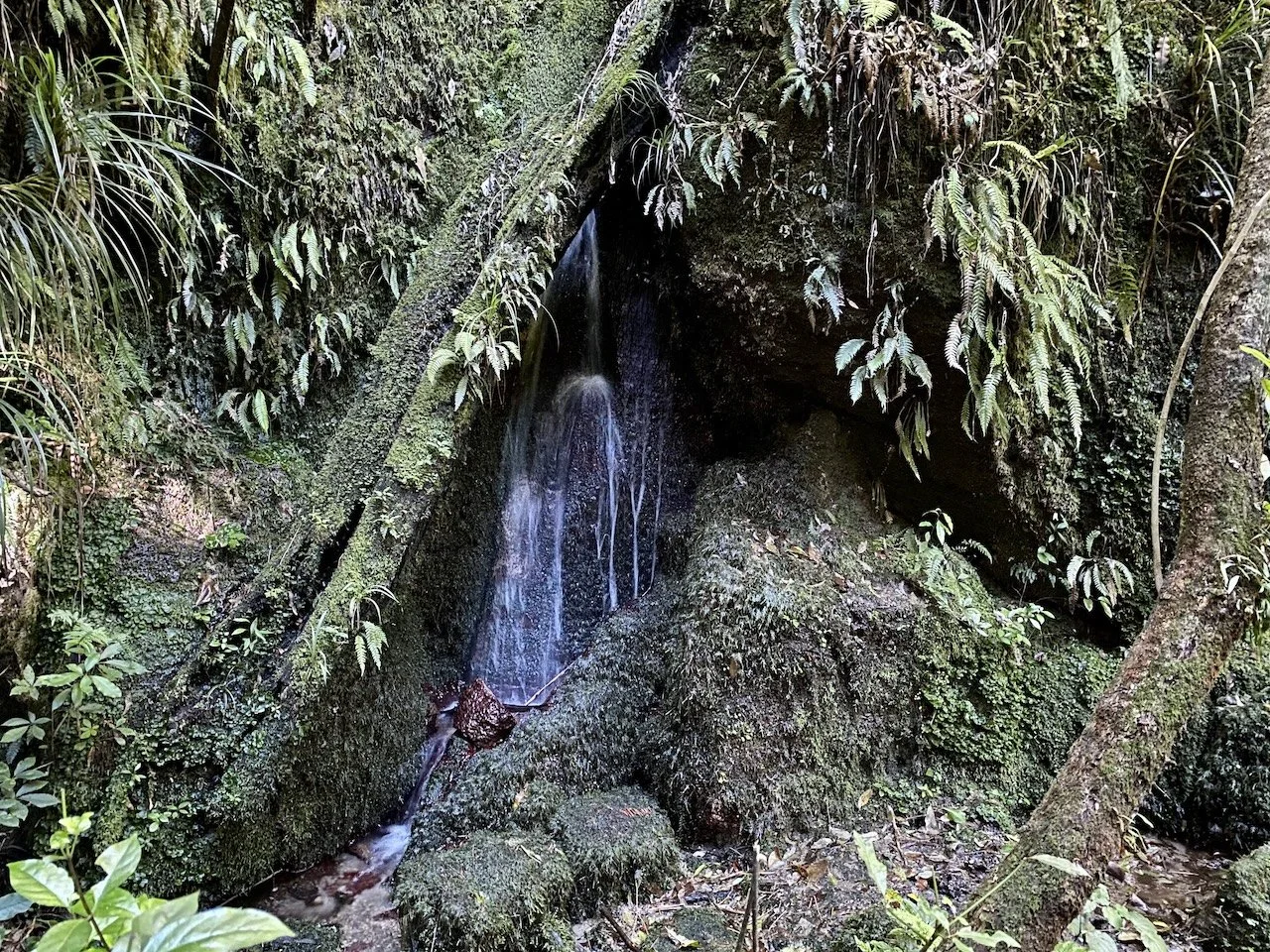One of many hidden waterfalls along the Lake Ōkataina trails