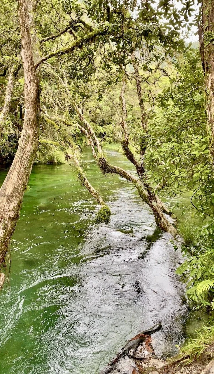 Tarawera River surrounded by native forest