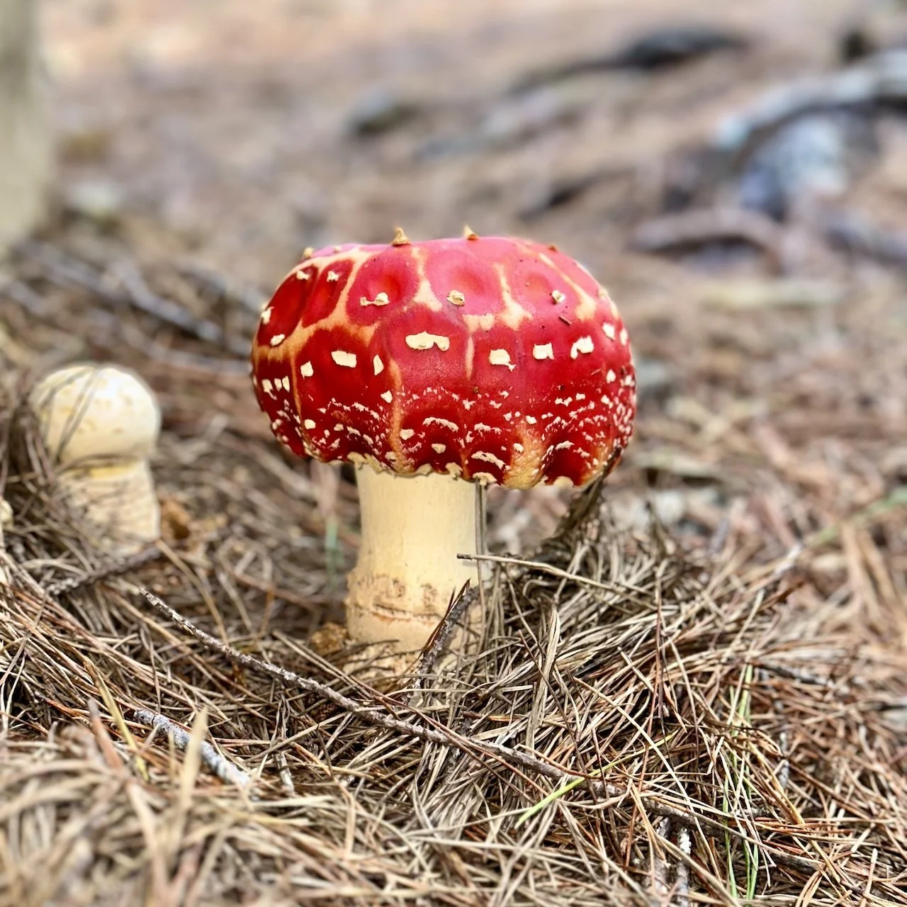 Toadstool on the forest floor