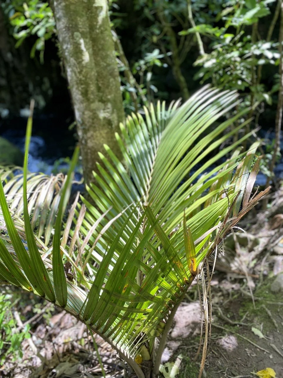 Nikau palm in Pirongia Forest Park