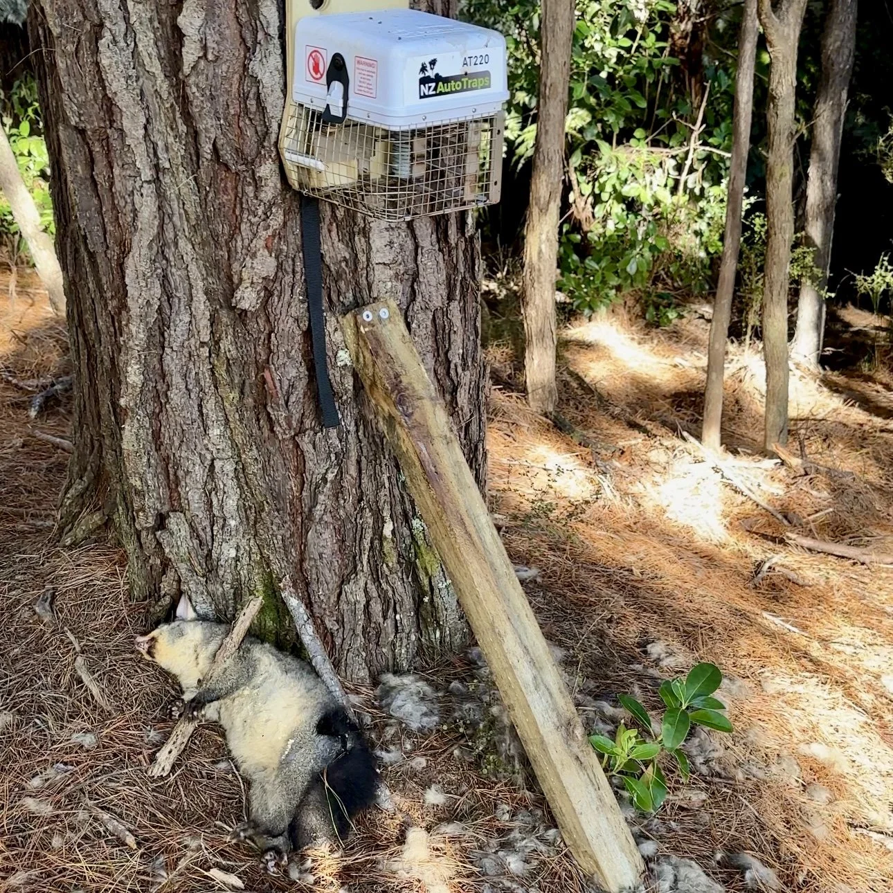 An NZ AutoTrap A220 trap and possum