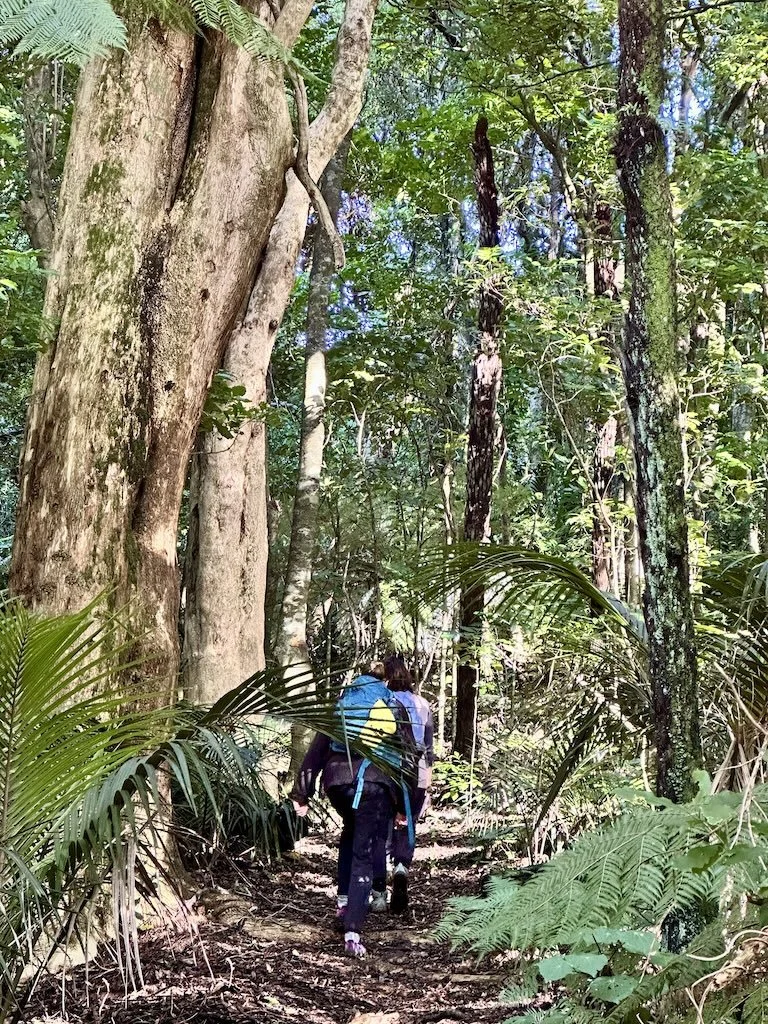Walkers on the Cadman Track through native forest, Waiorongomai Valley