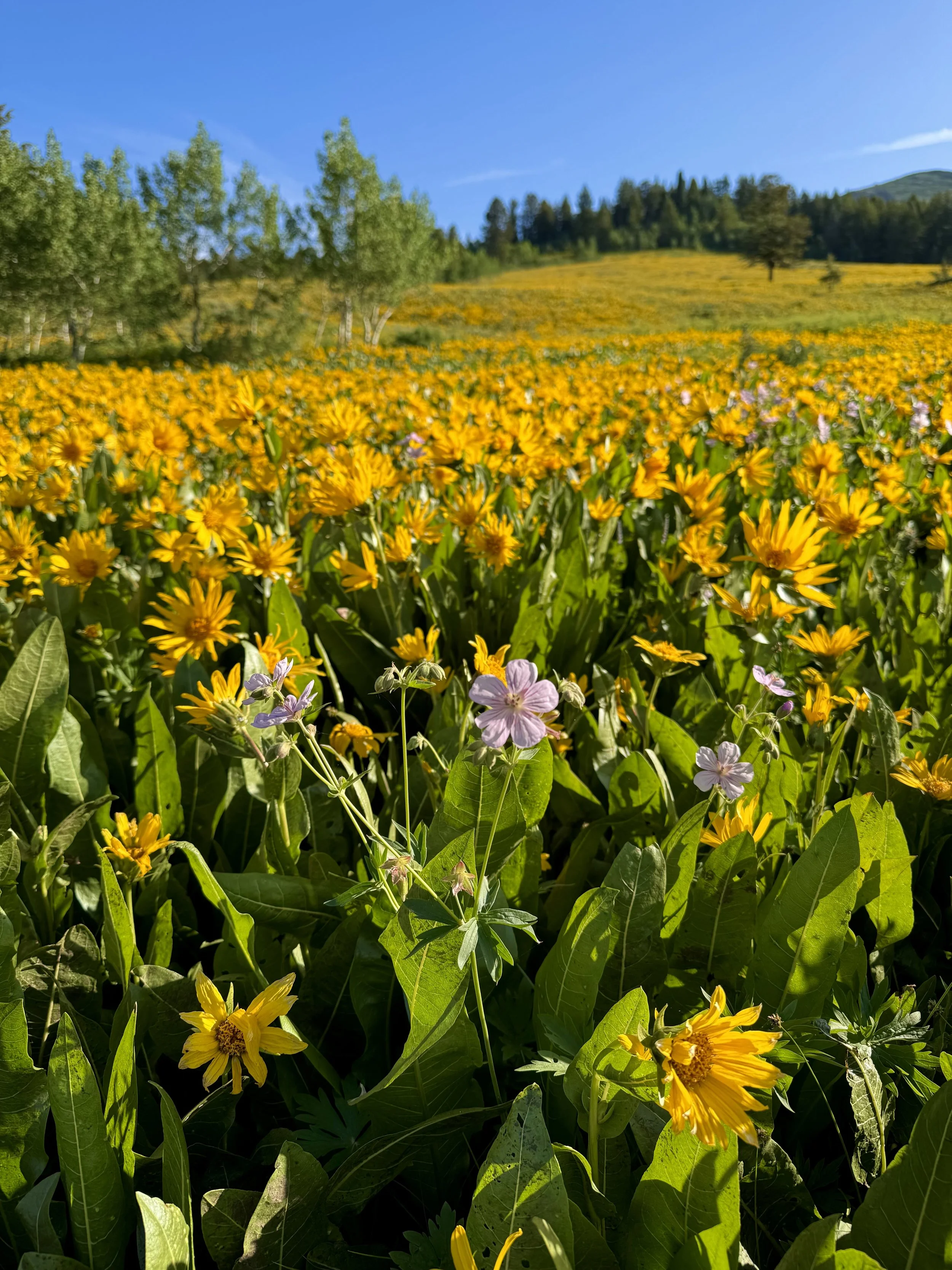 field of yellow wildflowers with a cluster of pink flowers in the foreground