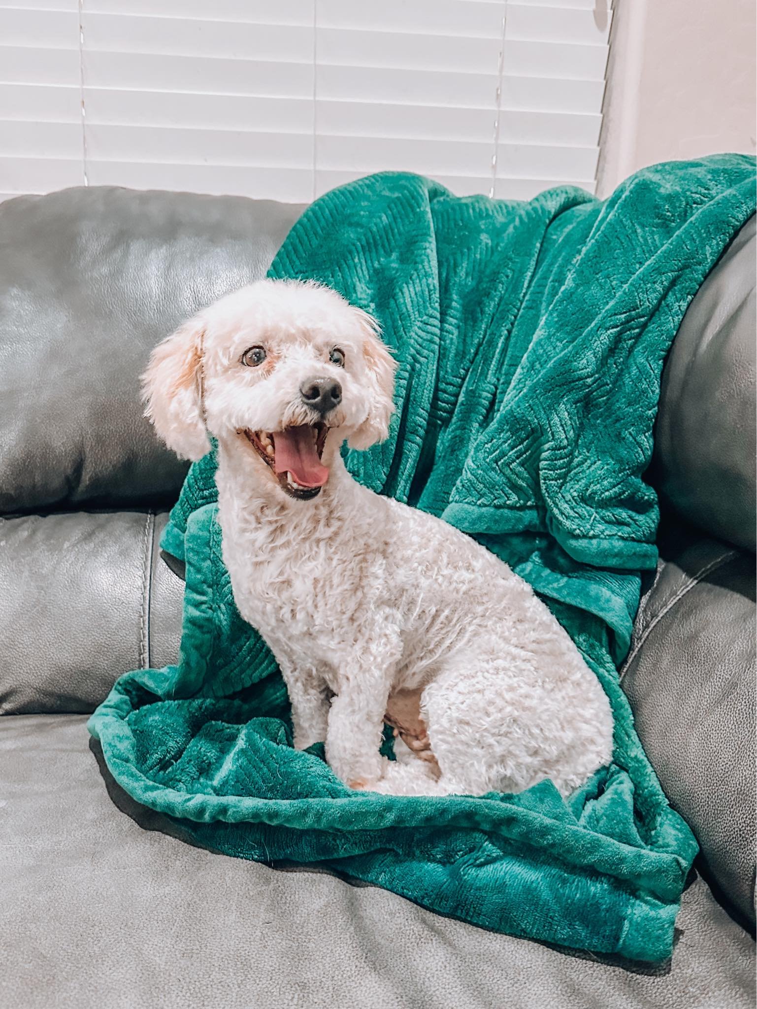KIWI