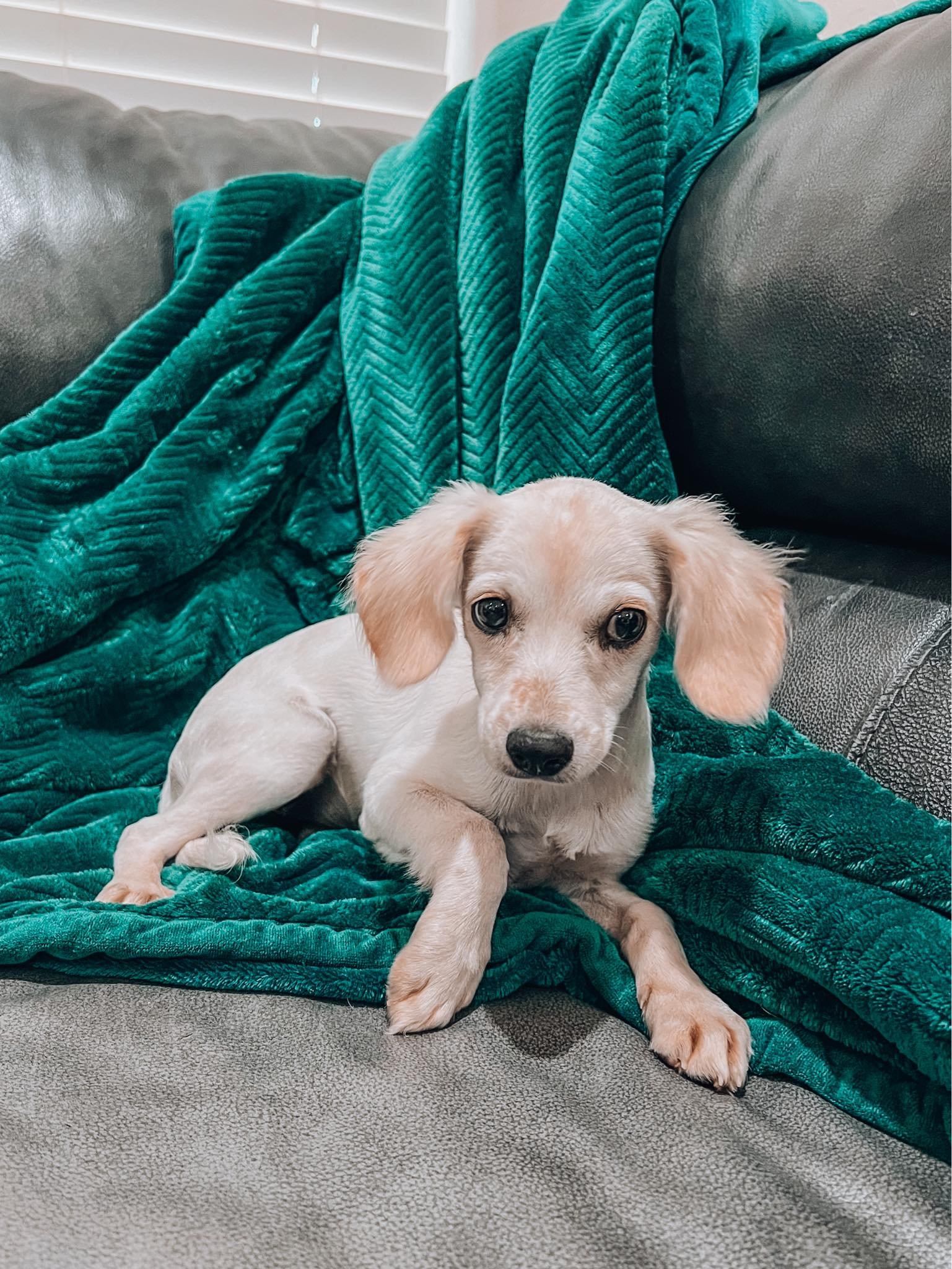 FIONA