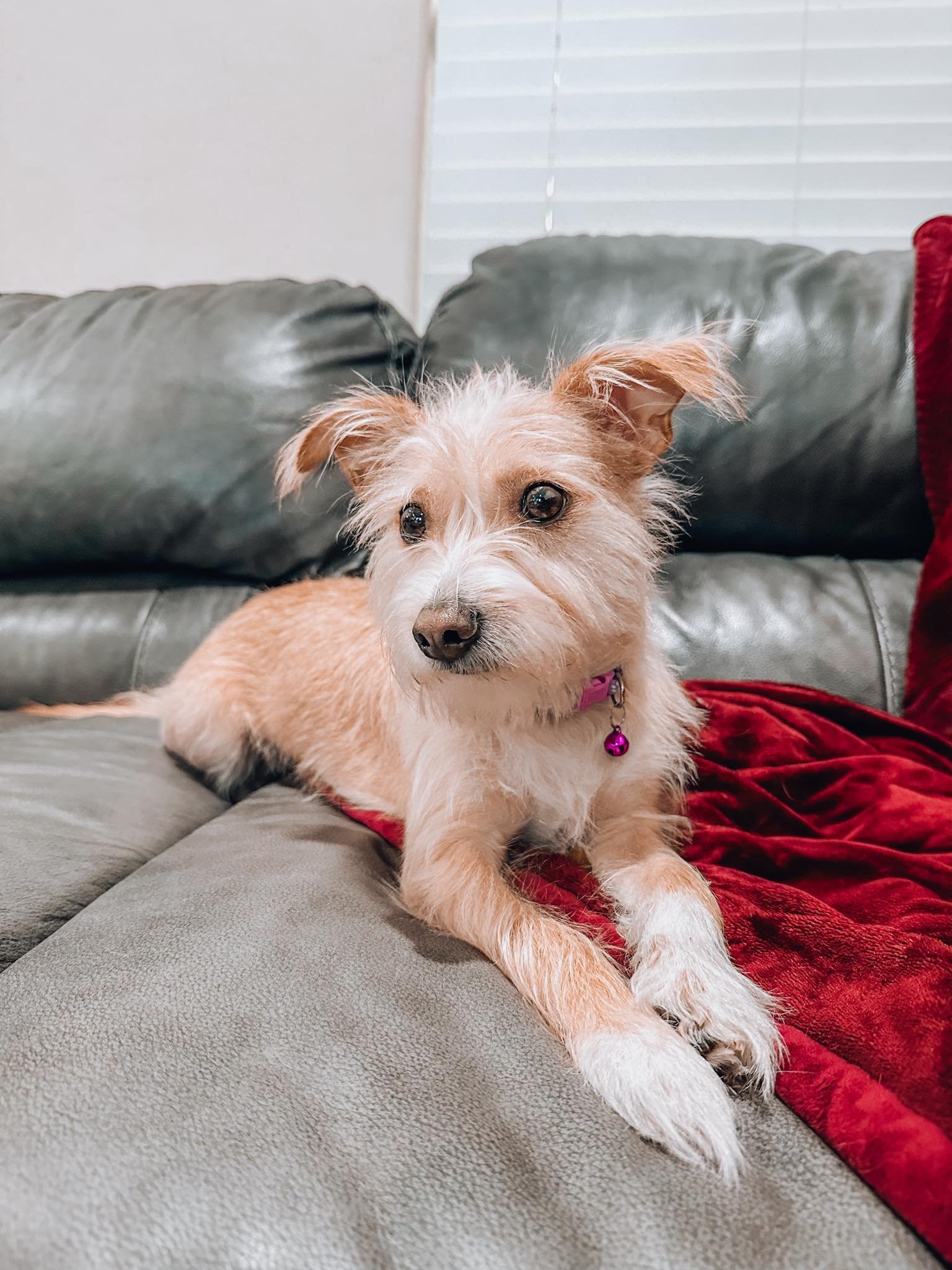 BISCUIT