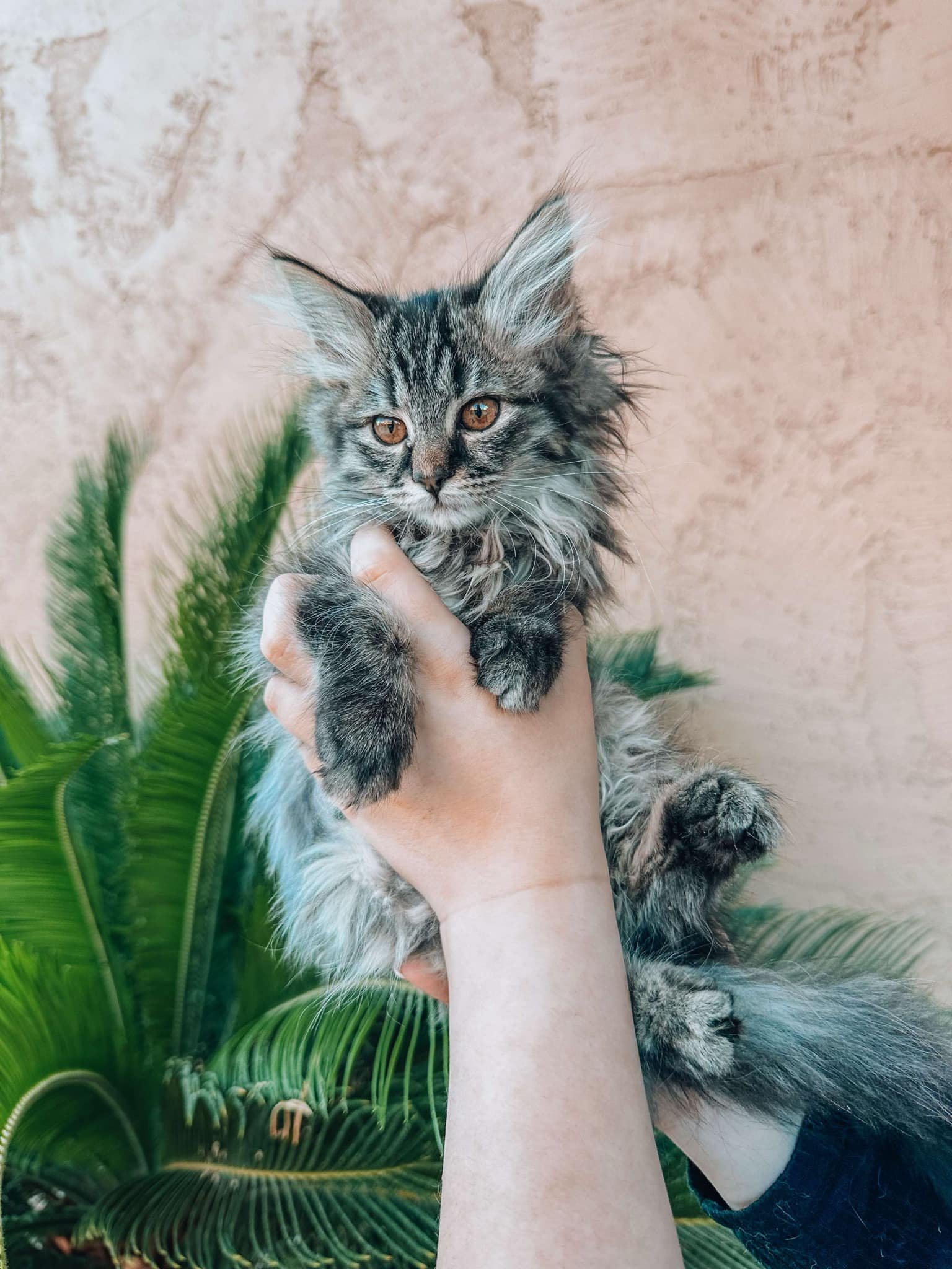 BAILEY CAT.jpeg