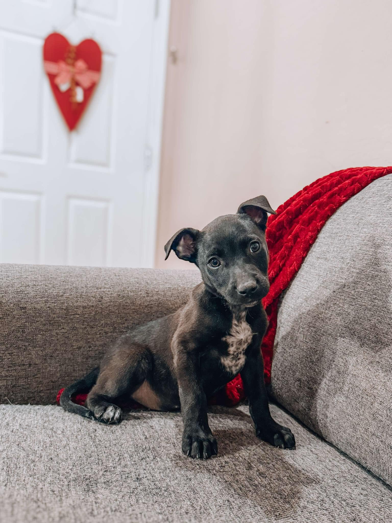 ROLO