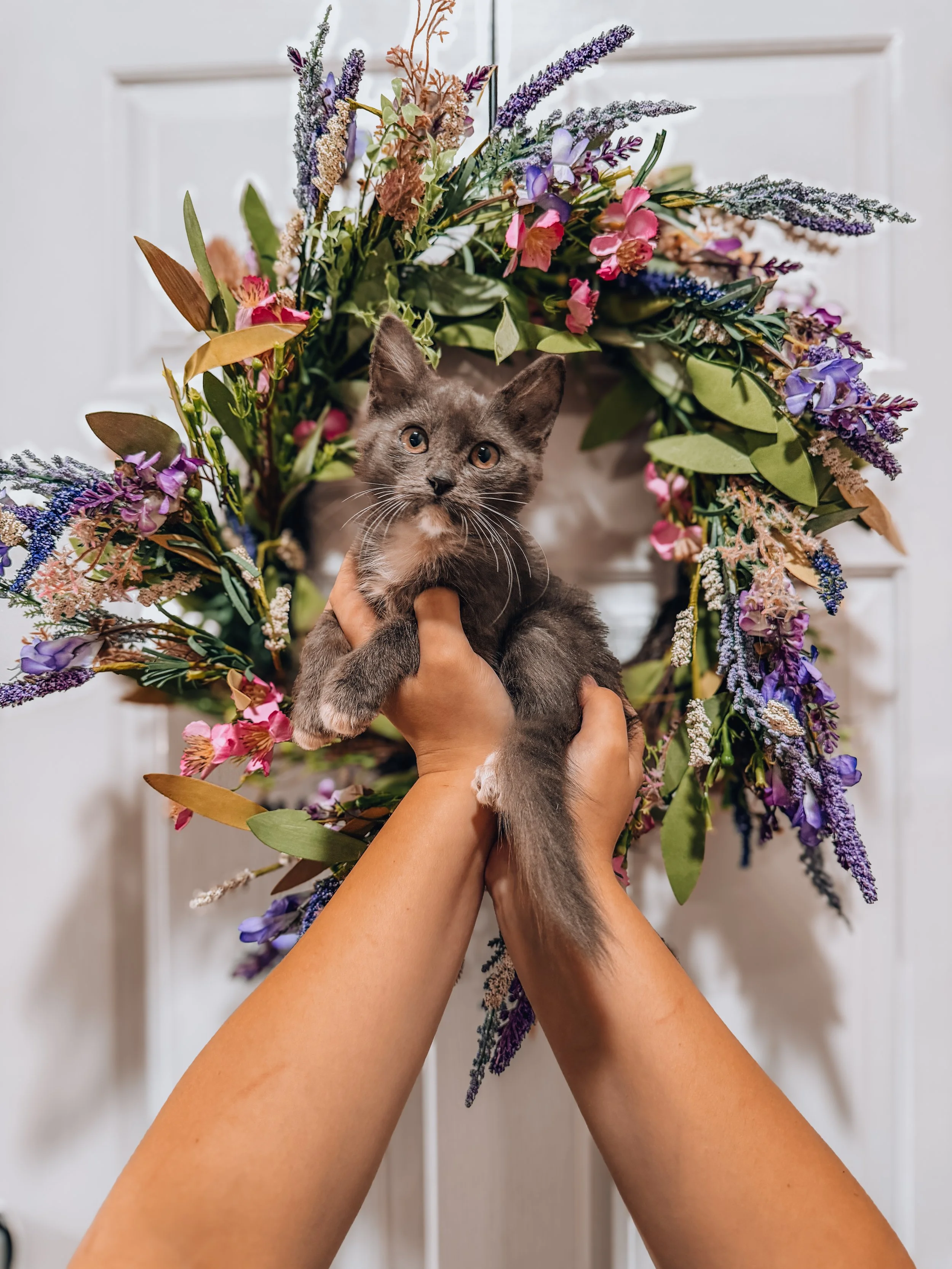 LAVENDER