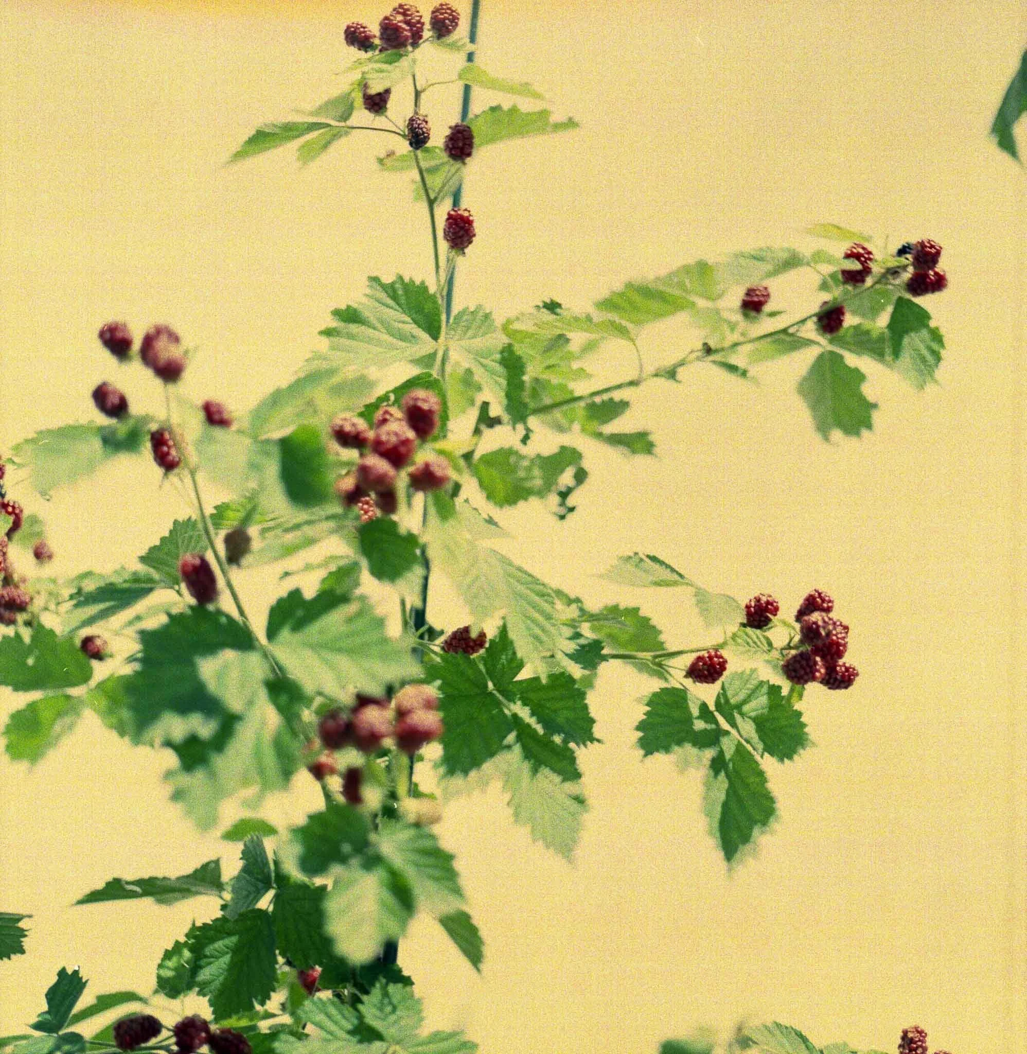 june_small-06.jpg