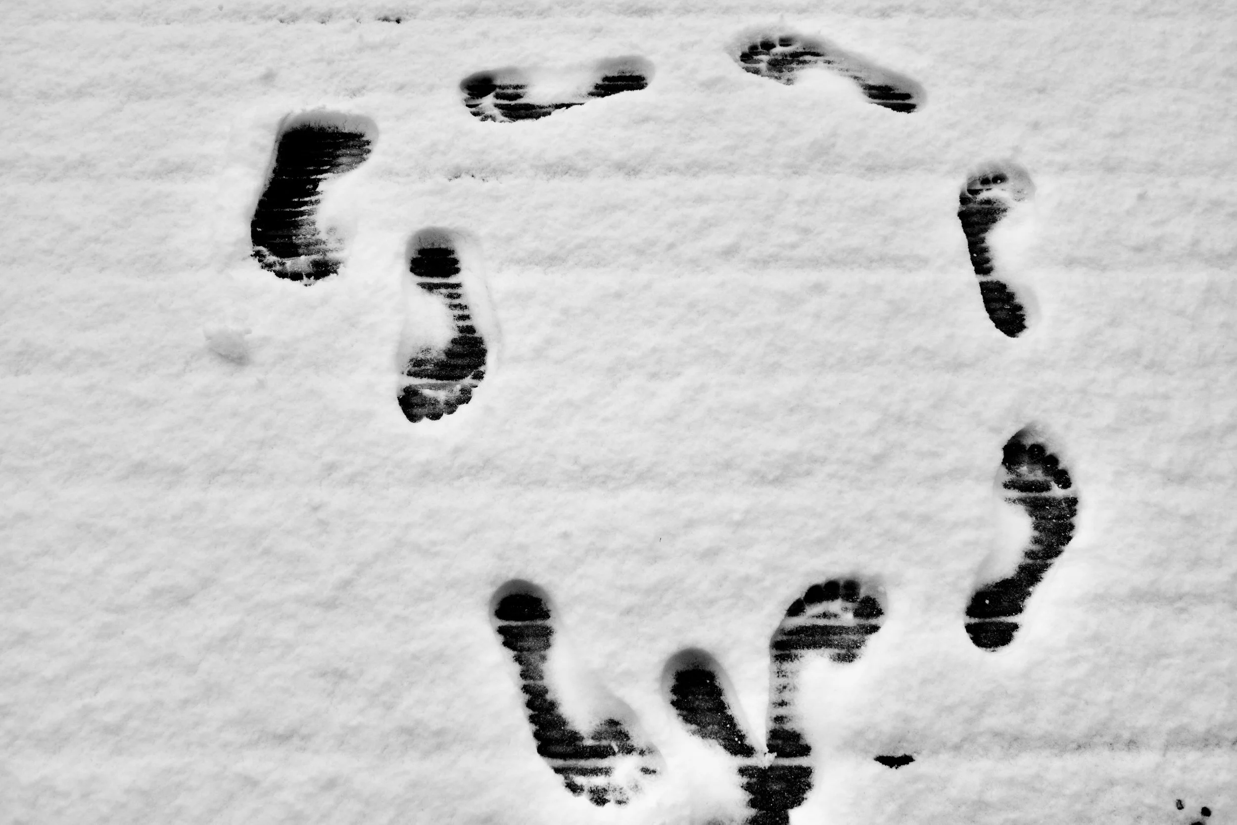 Footprints in the snow, including a cat's paw prints and a person's shoe prints.