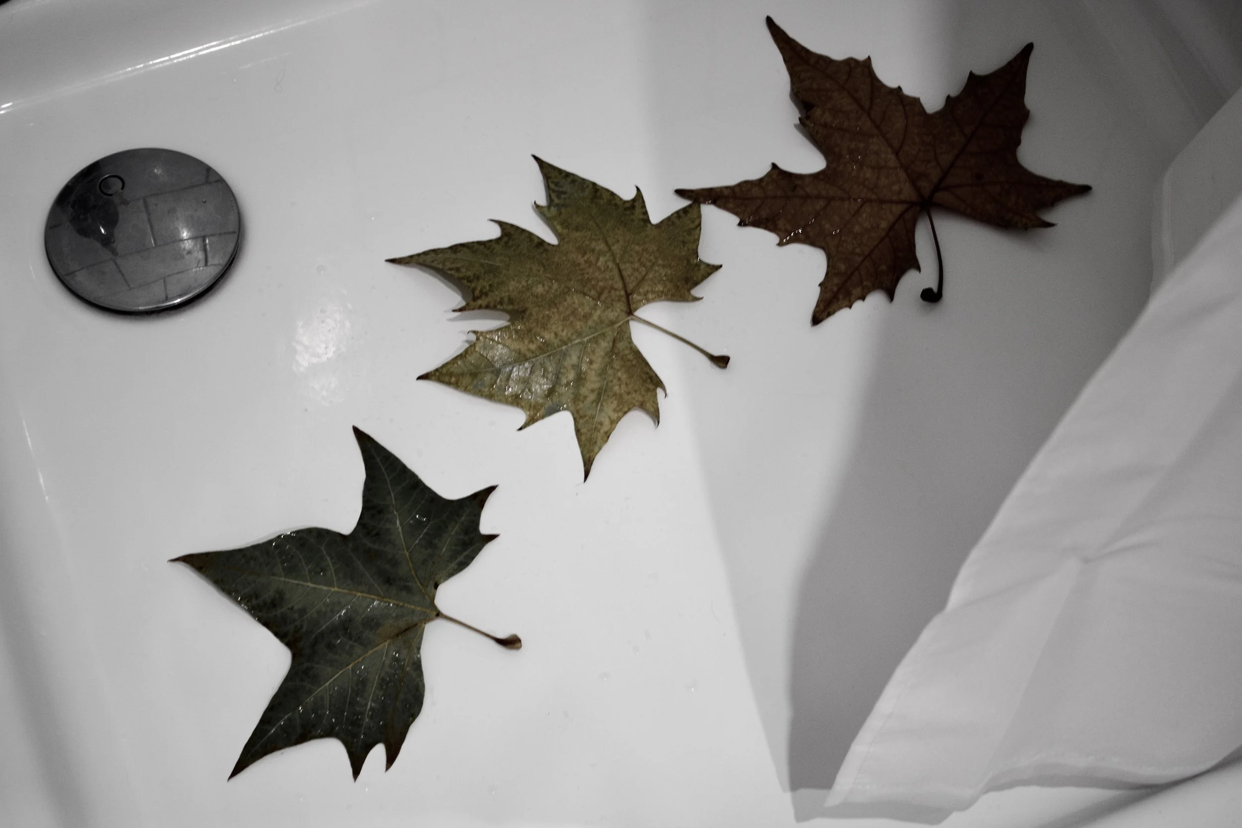 Three fallen autumn leaves, one greenish and one brown, lying on a white surface near a drain.