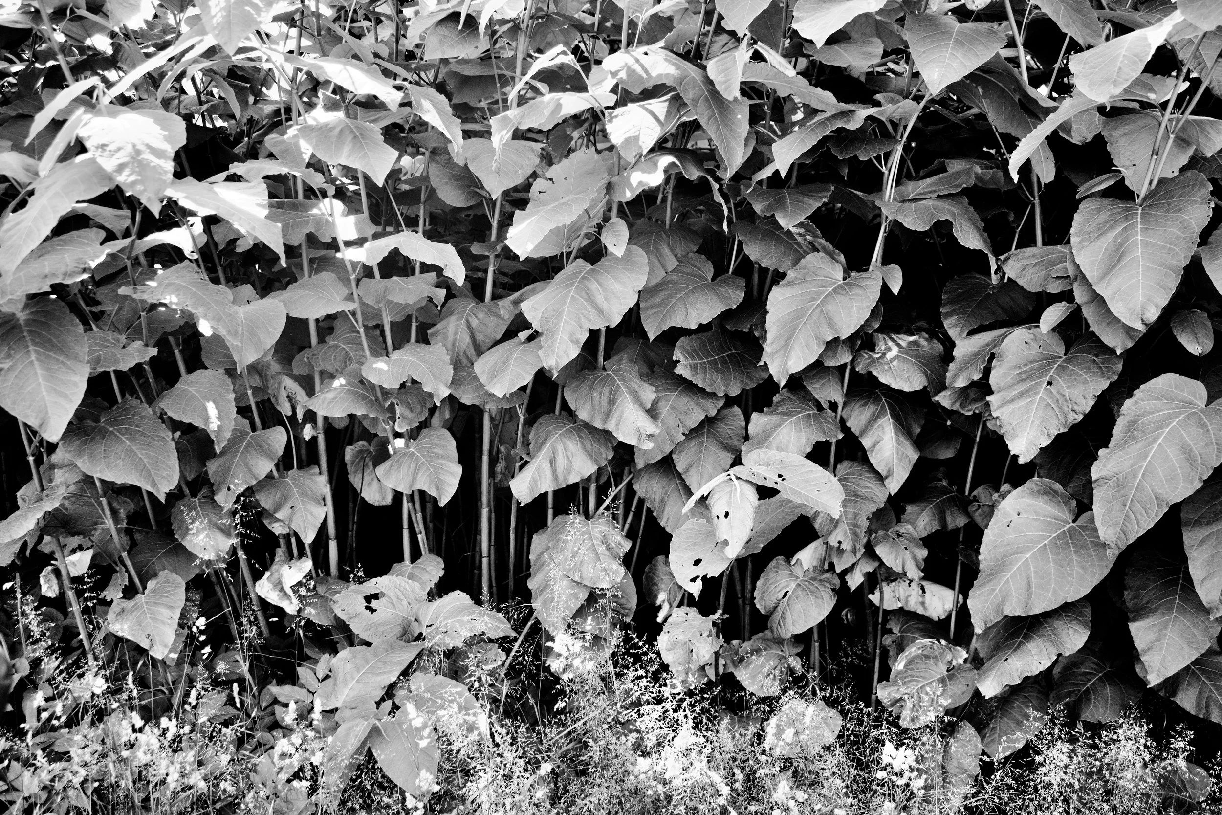 Black and white photo of dense foliage with large leaves and some small plants and grass at the bottom