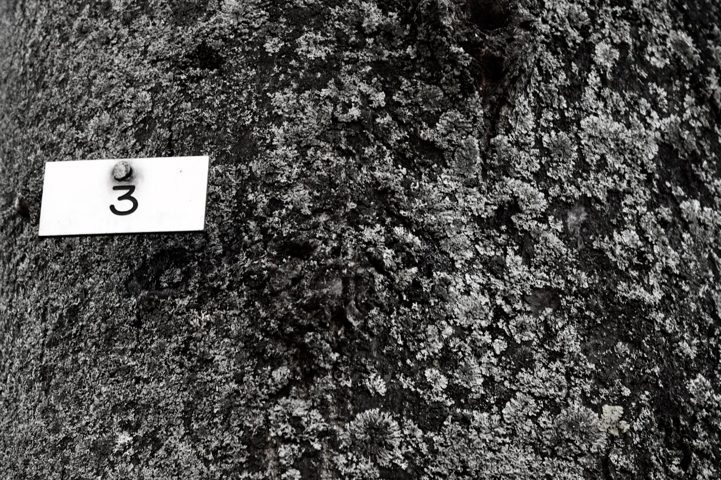A close-up view of a dark, textured surface with patches of lichen or moss. There is a small white label with the number '3' attached to the surface with a nail in the lower left corner.