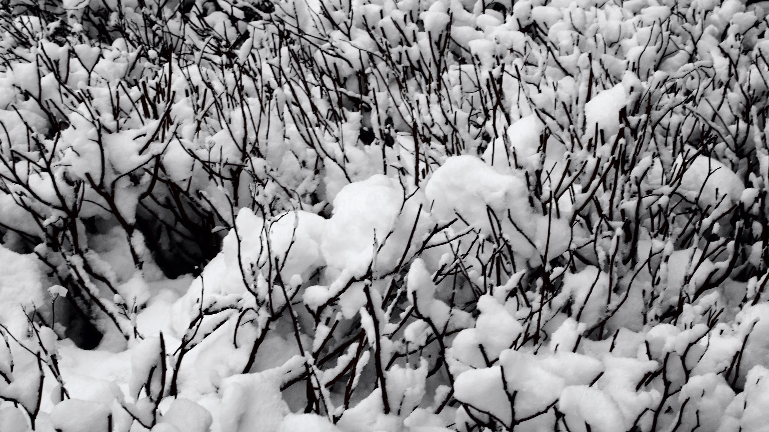 Bushes covered with fresh snow in a winter landscape.