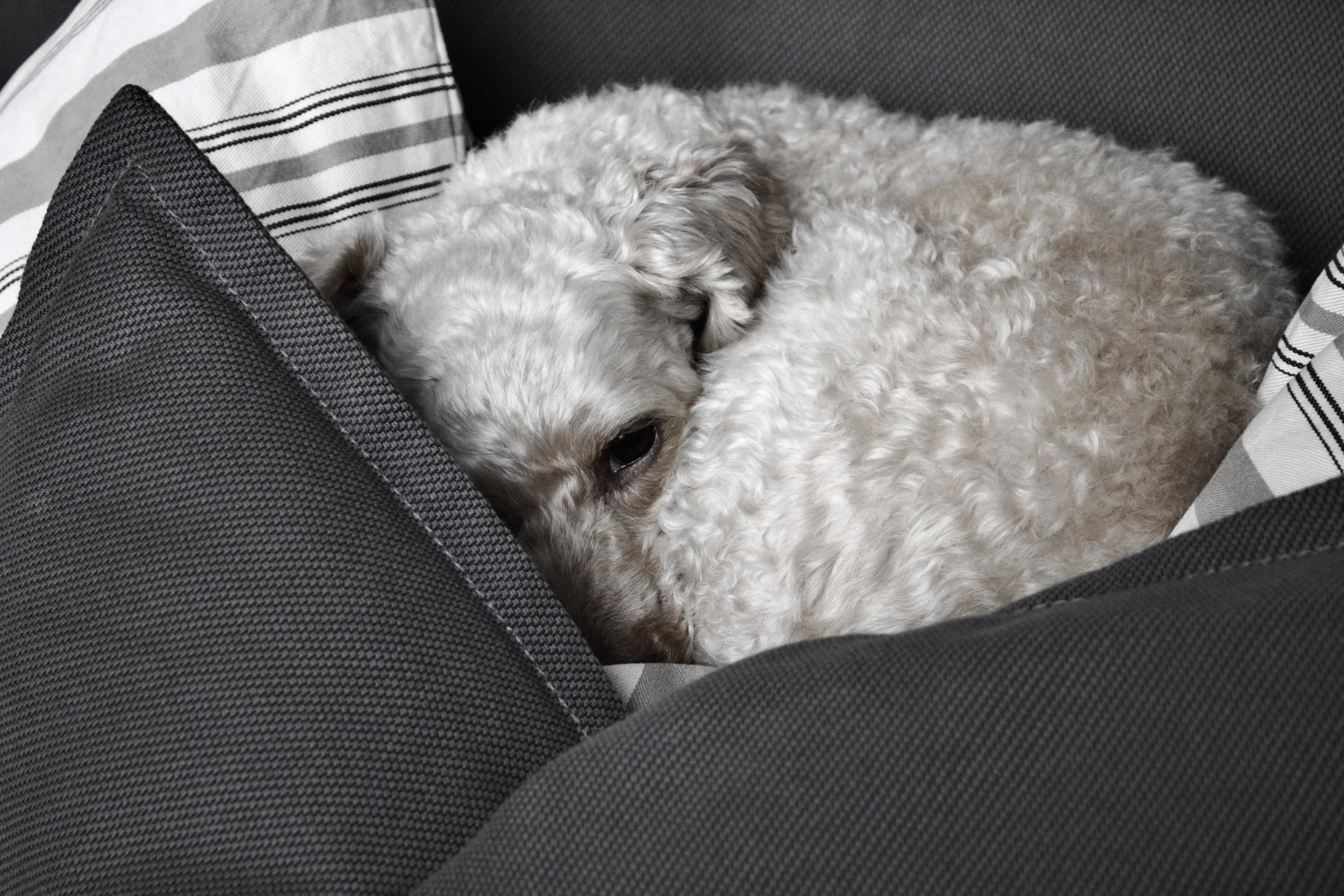 A curly white dog sleeping in a black and white striped and textured dog bed.