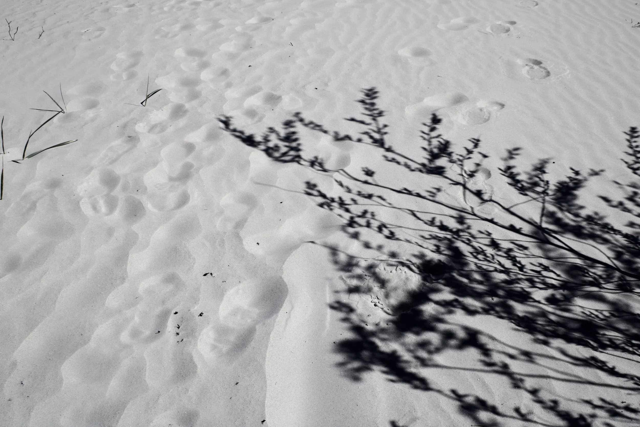 Snow-covered ground with animal tracks, plant shadows, and some sparse grass.