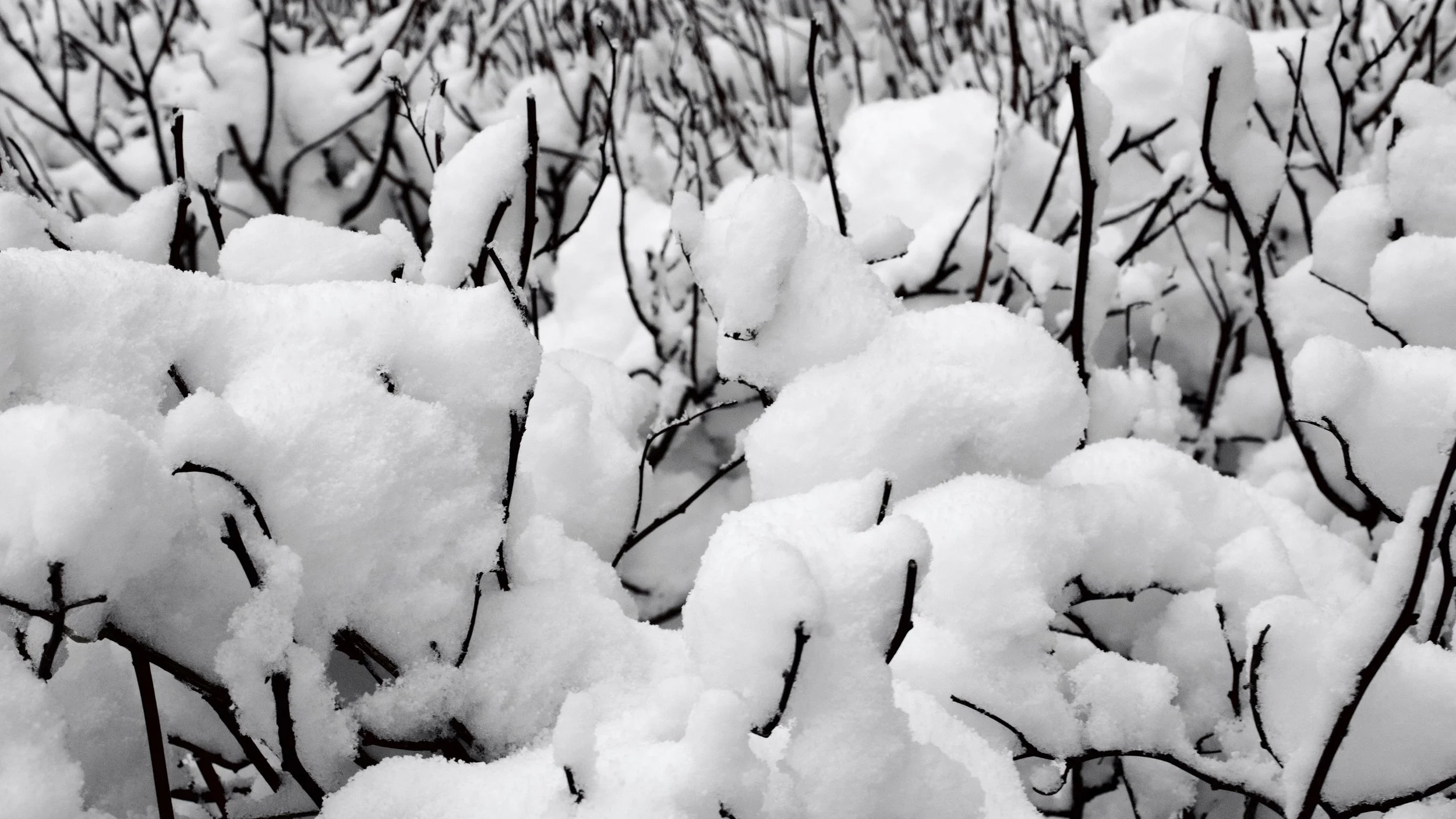 Snow-covered bushes with thin, dark branches visible through the snow.