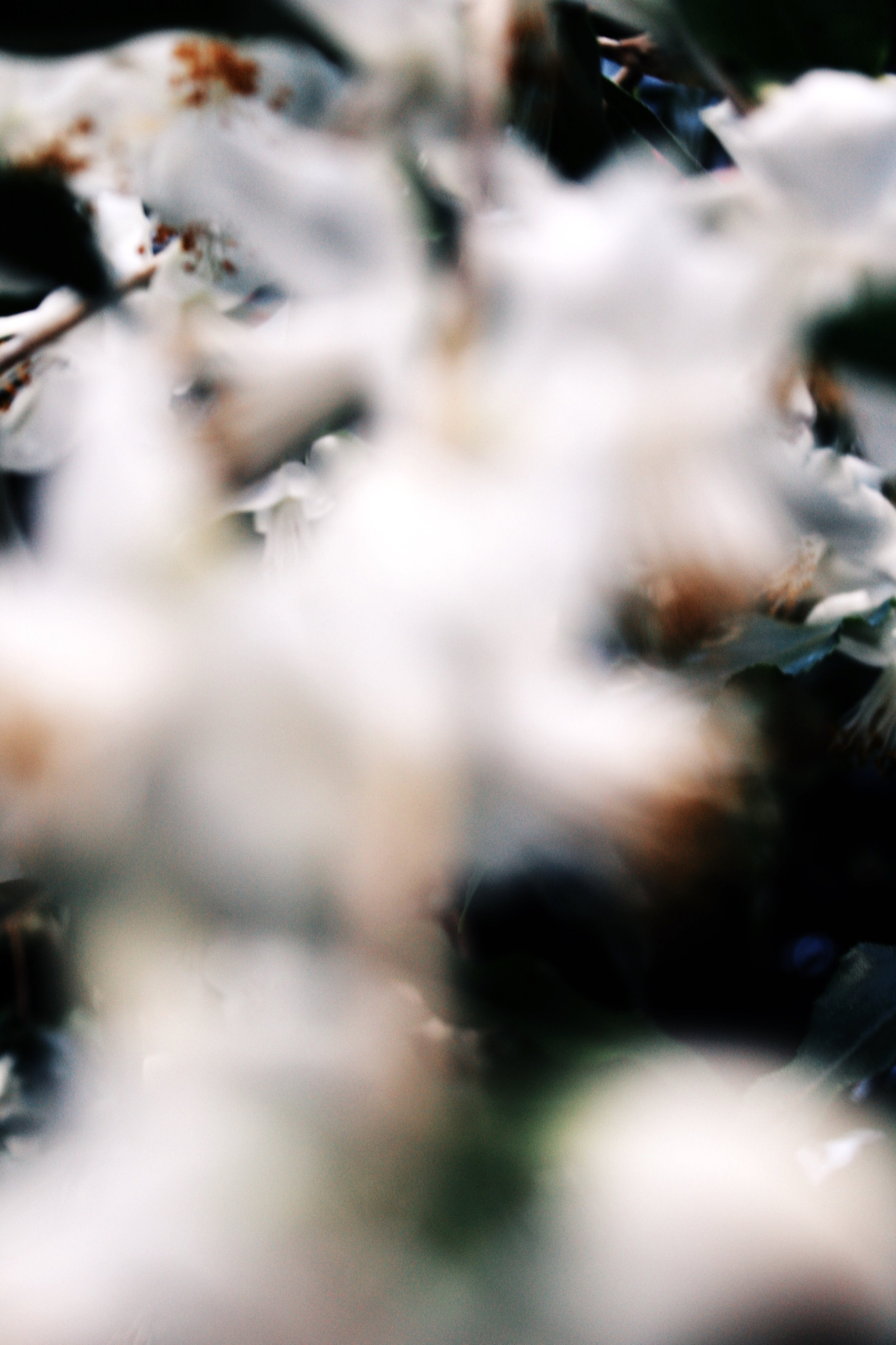 Flowers shot up close, the ones in the front out of focus.