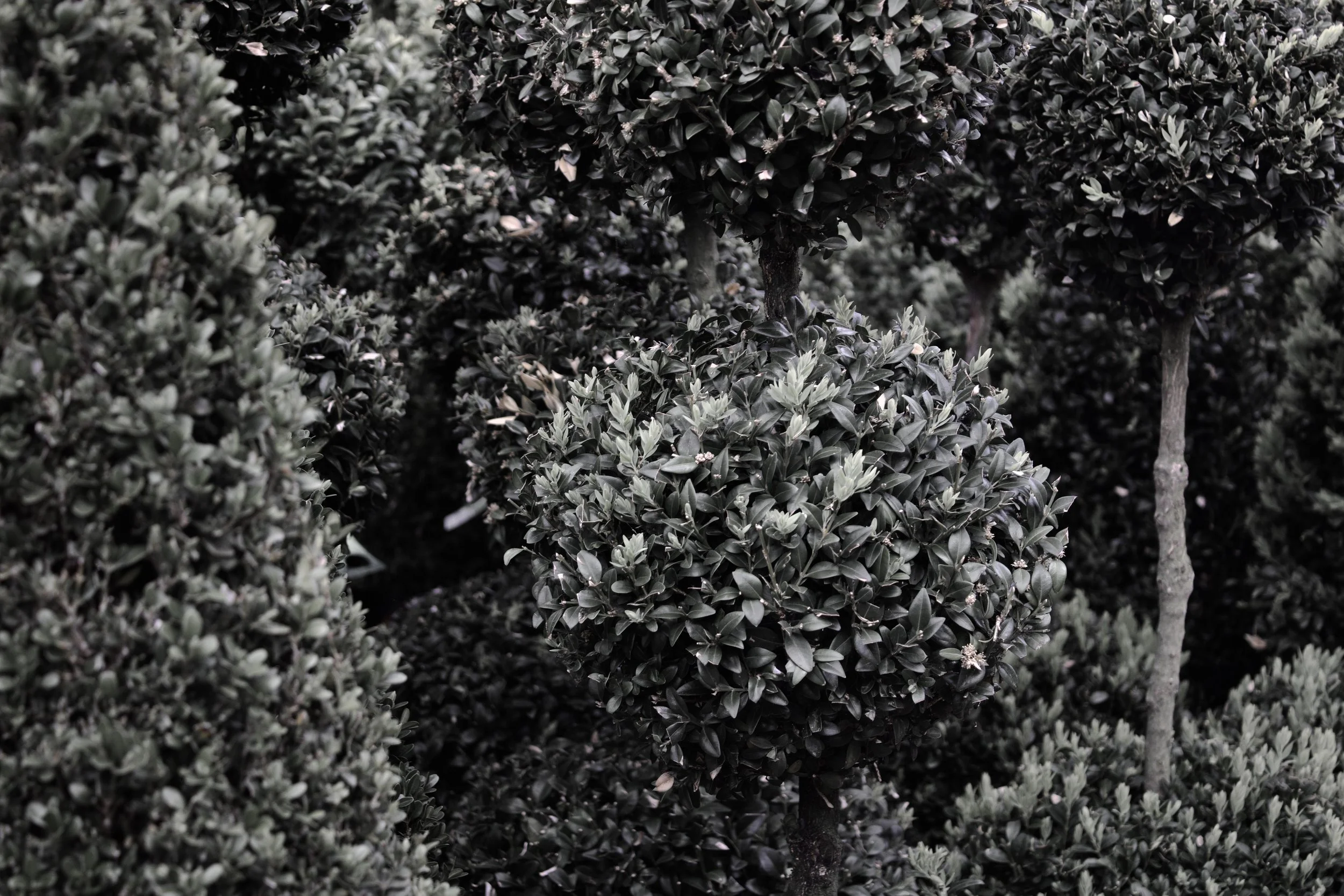 Dense bushes with dark green leaves and small flowers, some trees with similar foliage in the background.