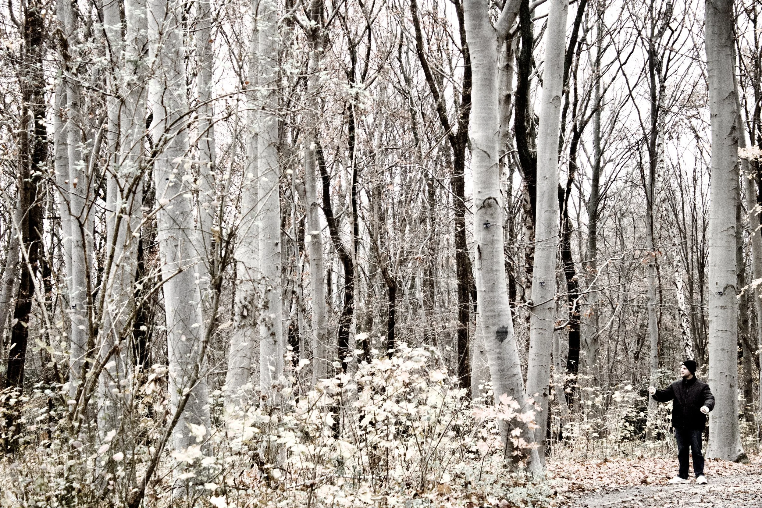 A winter forest scene with tall, white-barked trees and snow-covered branches. A person in a black jacket and white shoes is walking on a path on the right side of the image.