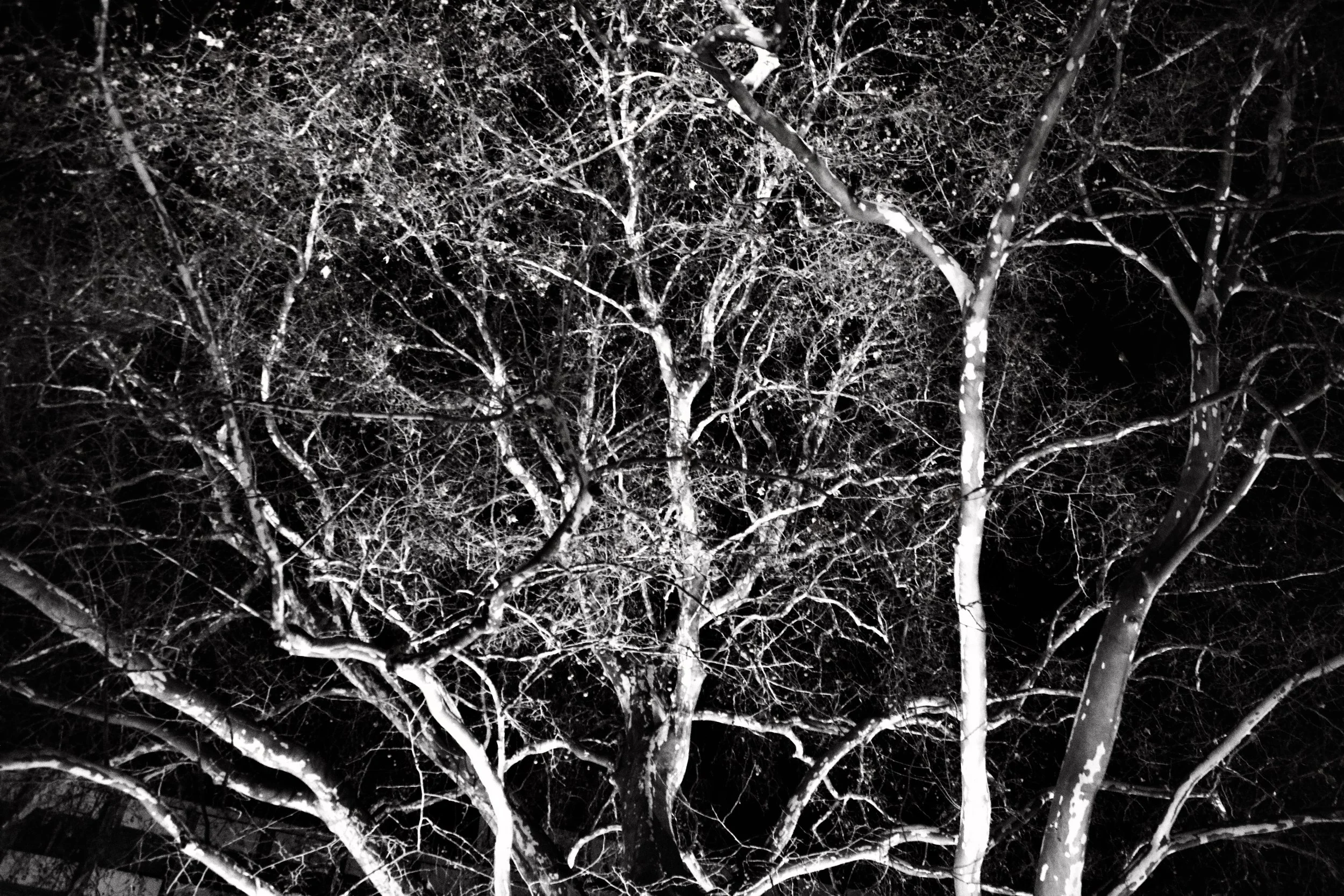 Bare tree branches illuminated at night against a dark sky.