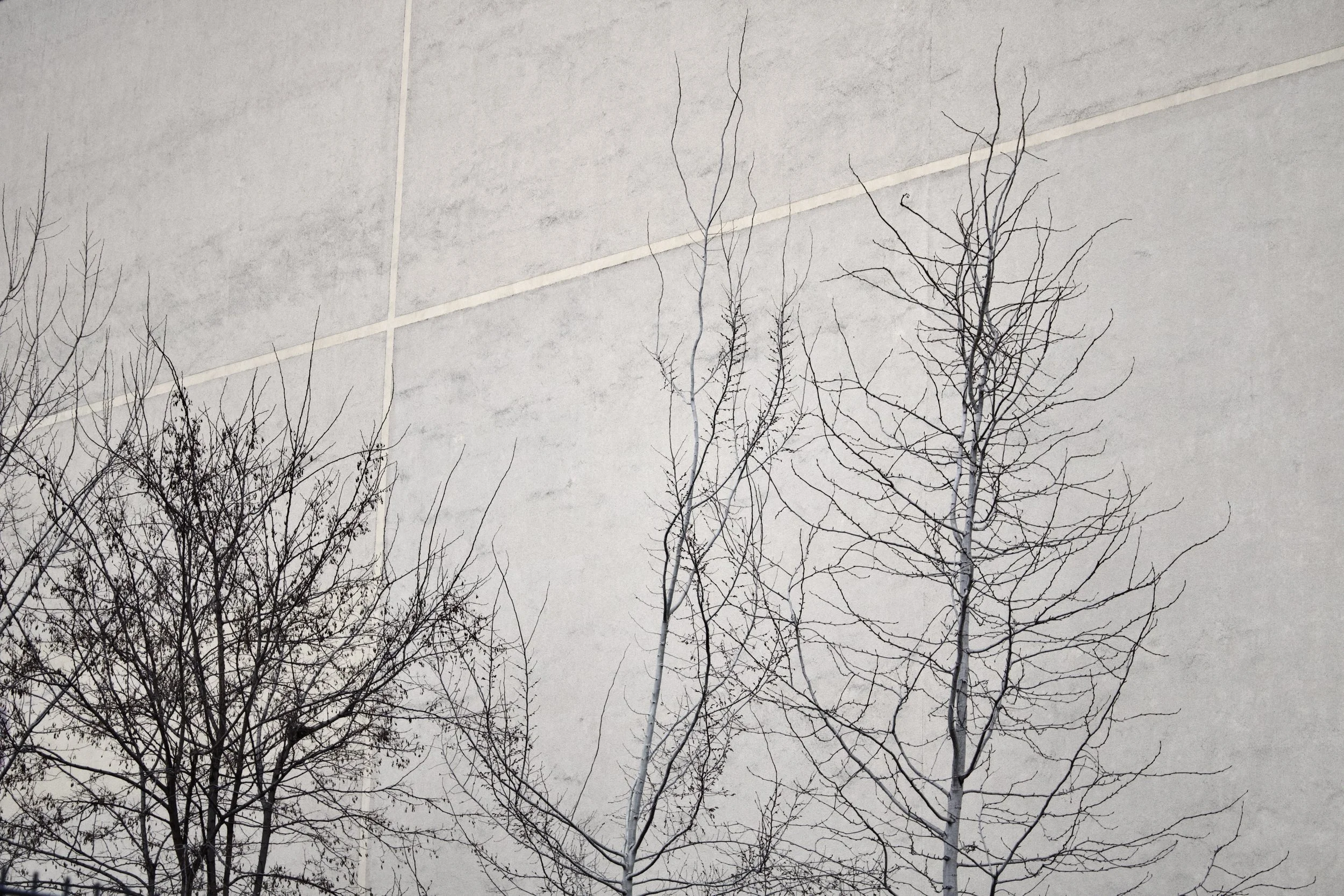Bare leafless trees against a cloudy sky with faint power lines overhead.