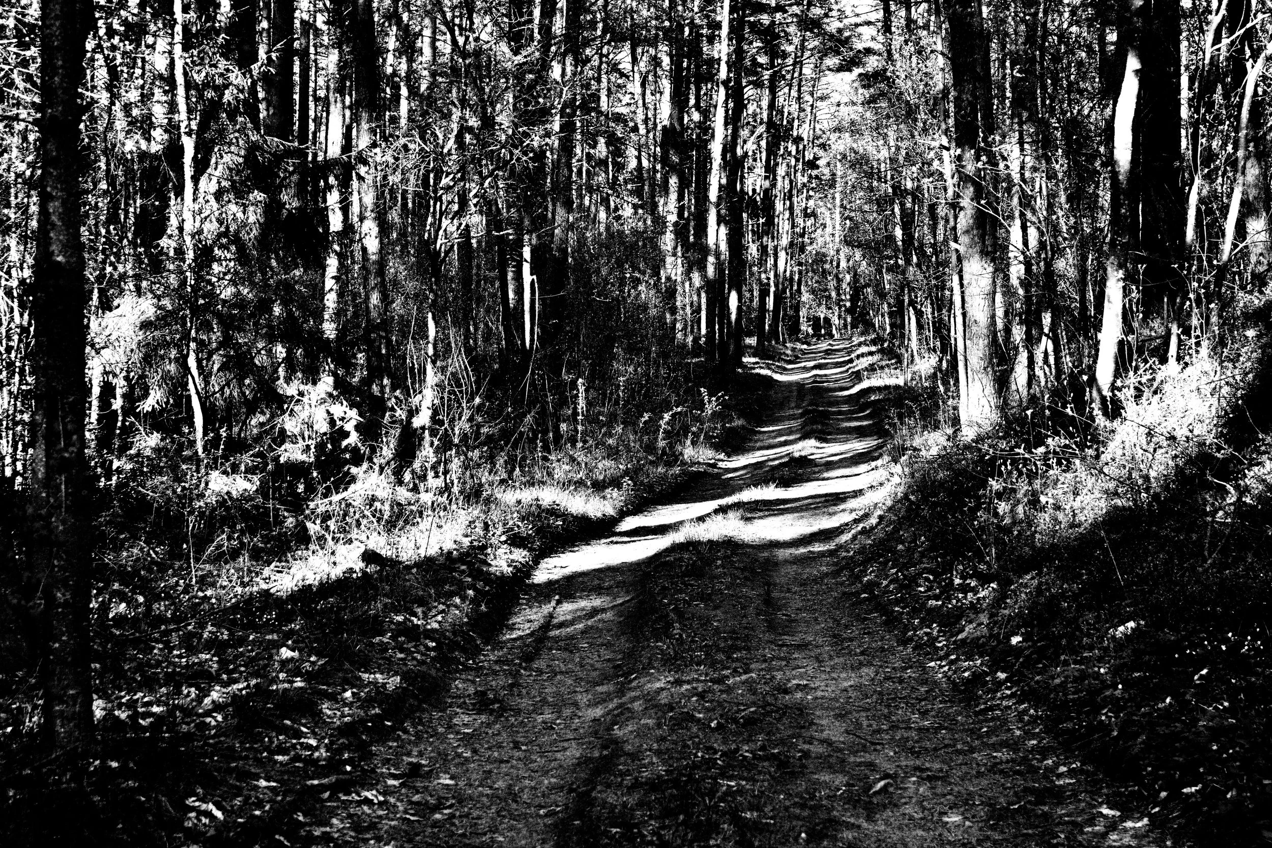 A black and white photo of a narrow dirt trail winding through a dense forest with tall trees on both sides.
