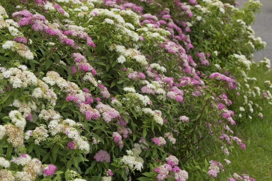 spirea.jpg