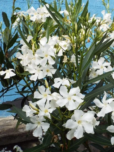 oleander.jpg