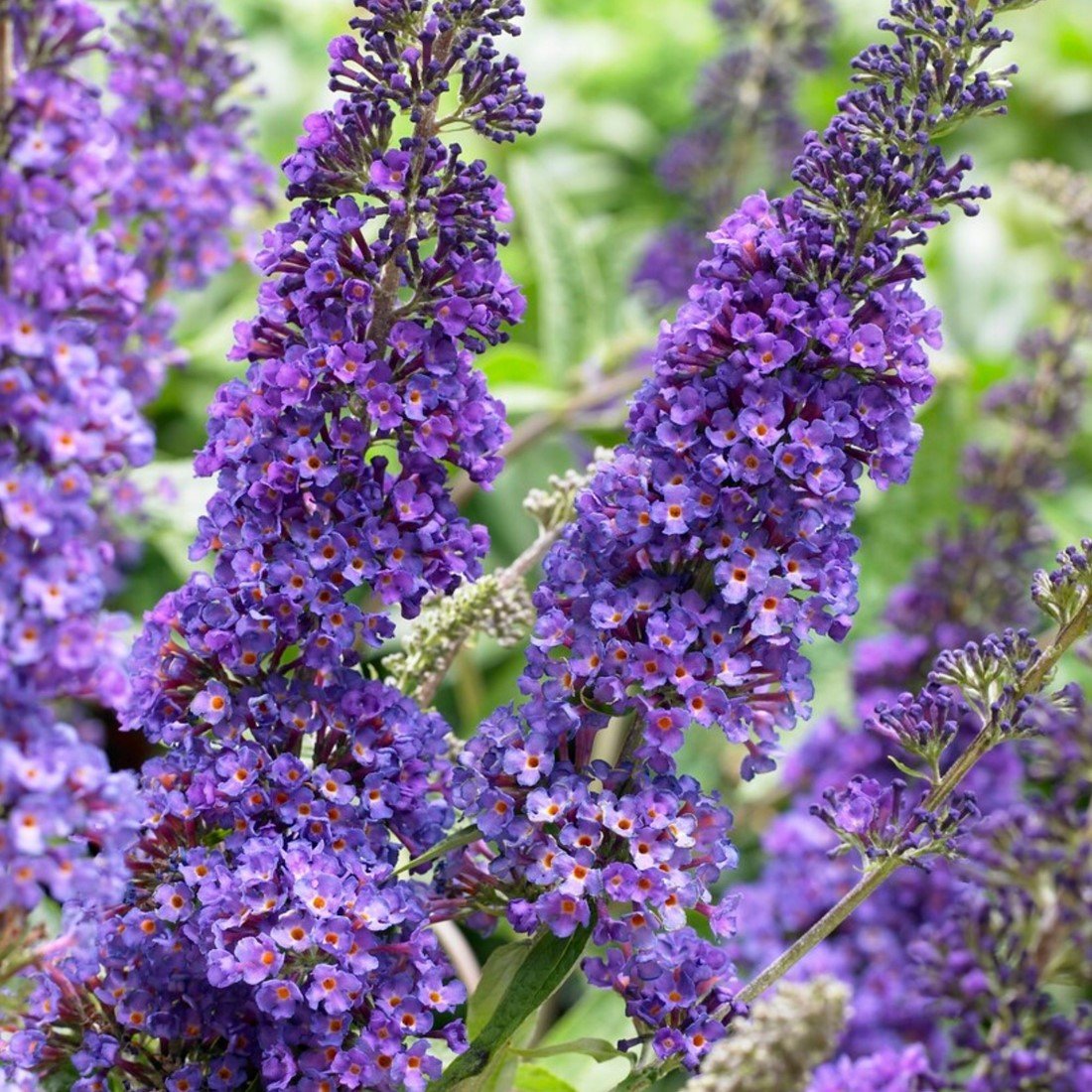 vlinderstruik-empire-blue-buddleja.jpg