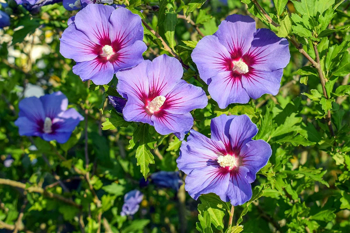 hibiscus-syriacus-matunka-1200x800-1.jpg