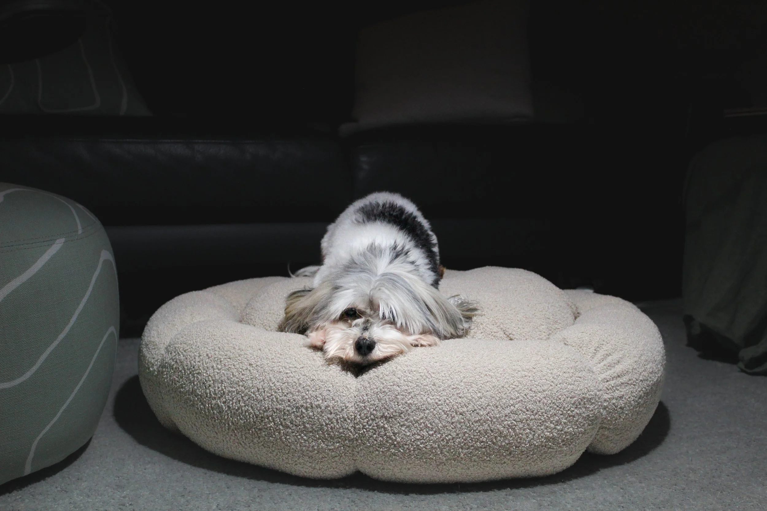 OASIS BOUCLE PET BED — Lucid Pet Co. Luxury Dog Beds Australia
