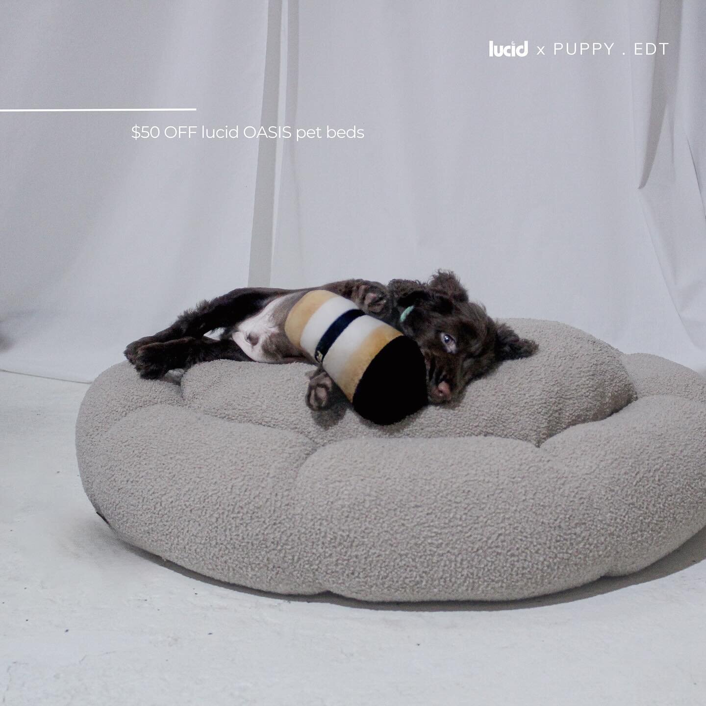 PUPPY . EDT featuring @fieldspaniel at @mindarcmade 

$50 off lucid OASIS pet bed for limited time

SHOP NOW
.
.
.
.
#petbed #spaniel #spanielpuppy #spanielpuppies #puppies #cutepuppies #officedogs #officepuppy #interior #interiordecor #livingroomide