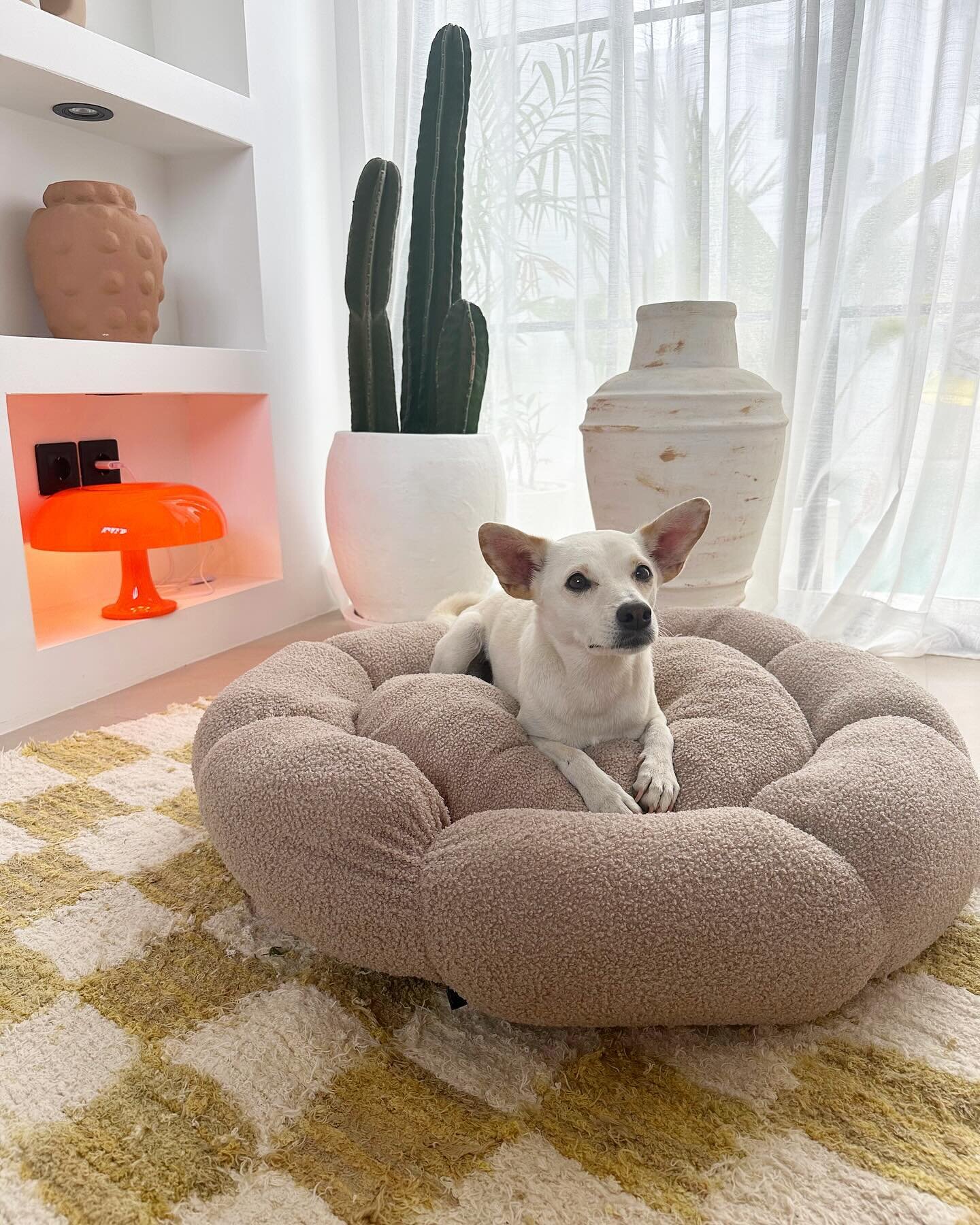 lucid OASIS bed is the perfect match for you modern minimalist ☁️

.
.
.
.
#petbed #spaniel #spanielpuppy #spanielpuppies #puppies #cutepuppies #officedogs #officepuppy #interior #interiordecor #livingroomideas #livingroominspiration #livingroomgoals