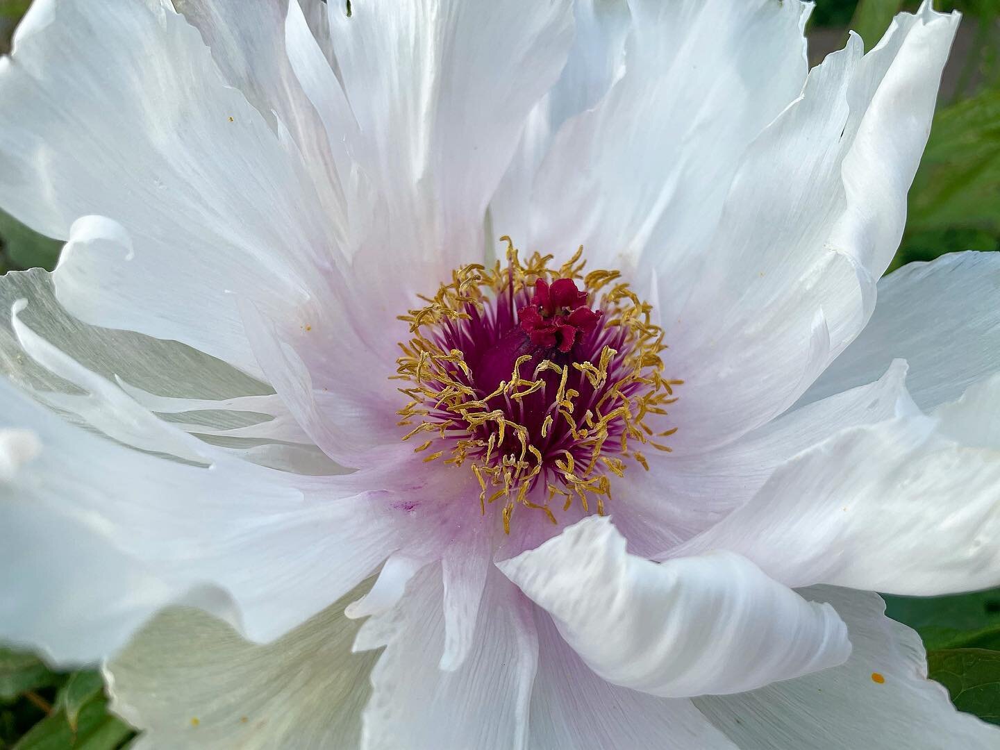 .
Our tree peonies didn&rsquo;t last long, but they were absolutely beautiful.