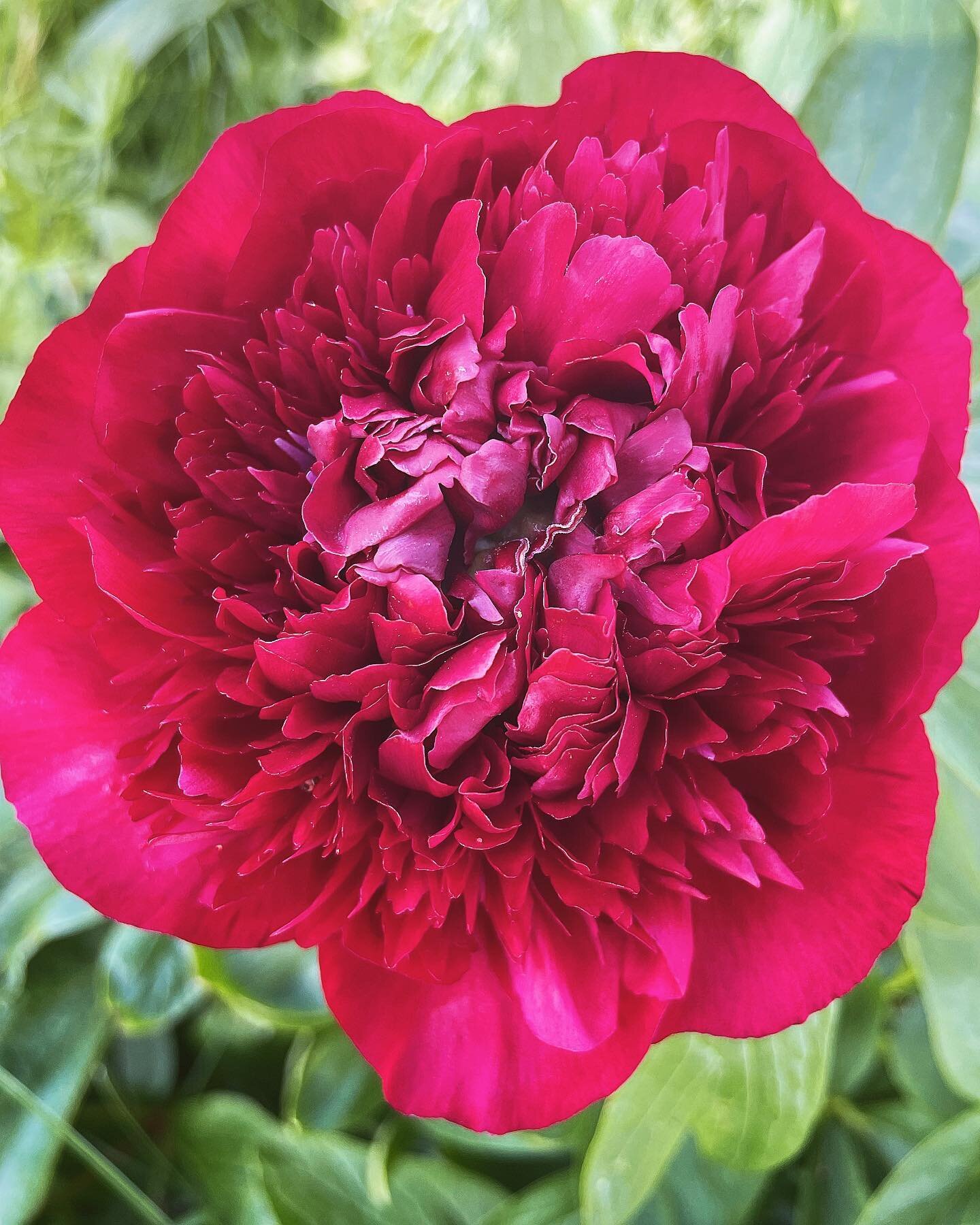 .
A few more peonies have opened up at Littlewell Farm this week, aren&rsquo;t they stunning! Our bed and breakfast is now open, so send us a DM or visit our website to book a stay and see the garden bloom with us.