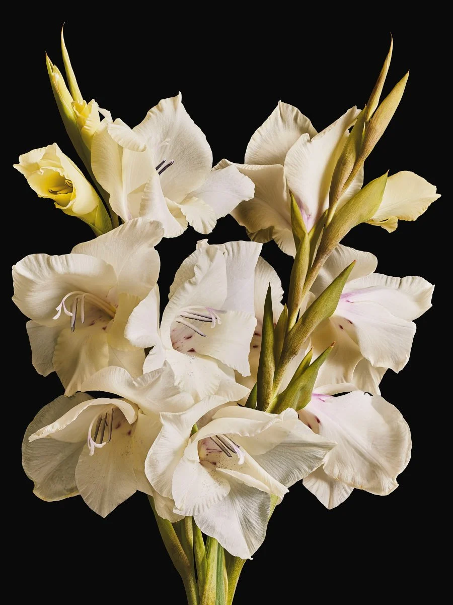 Close-up of blooming white gladiolus flowers against a solid black background.